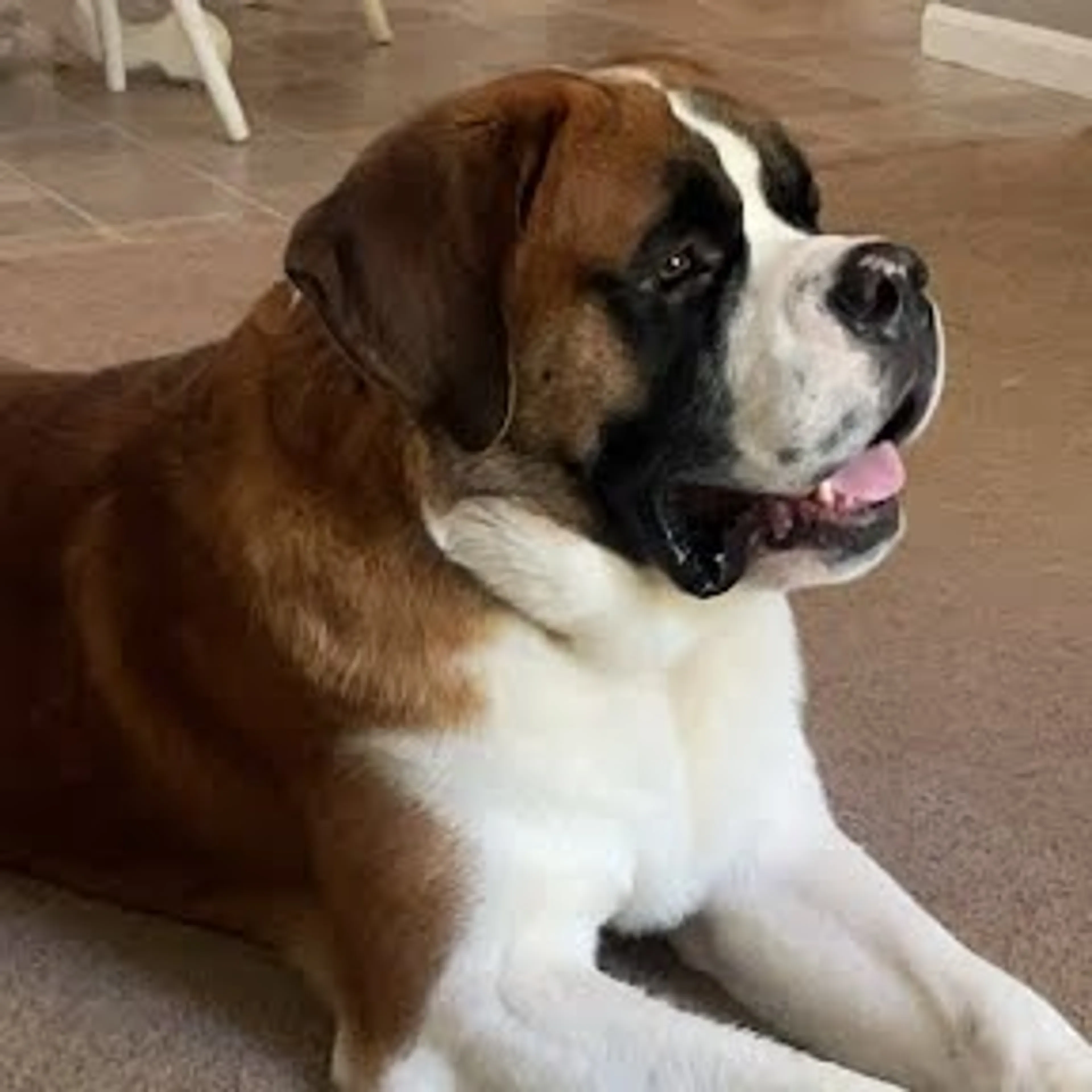 Found pet-5