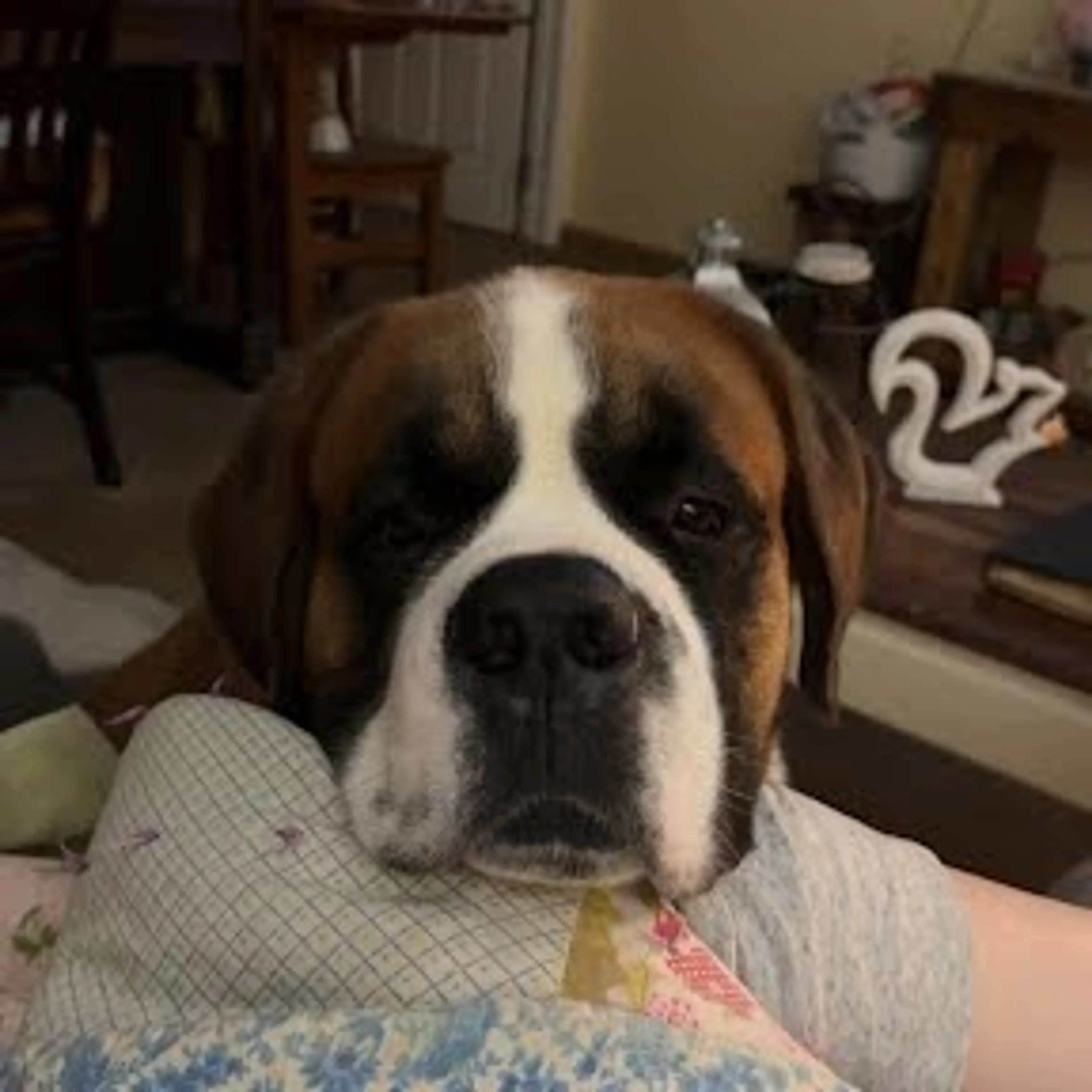 Found pet-10
