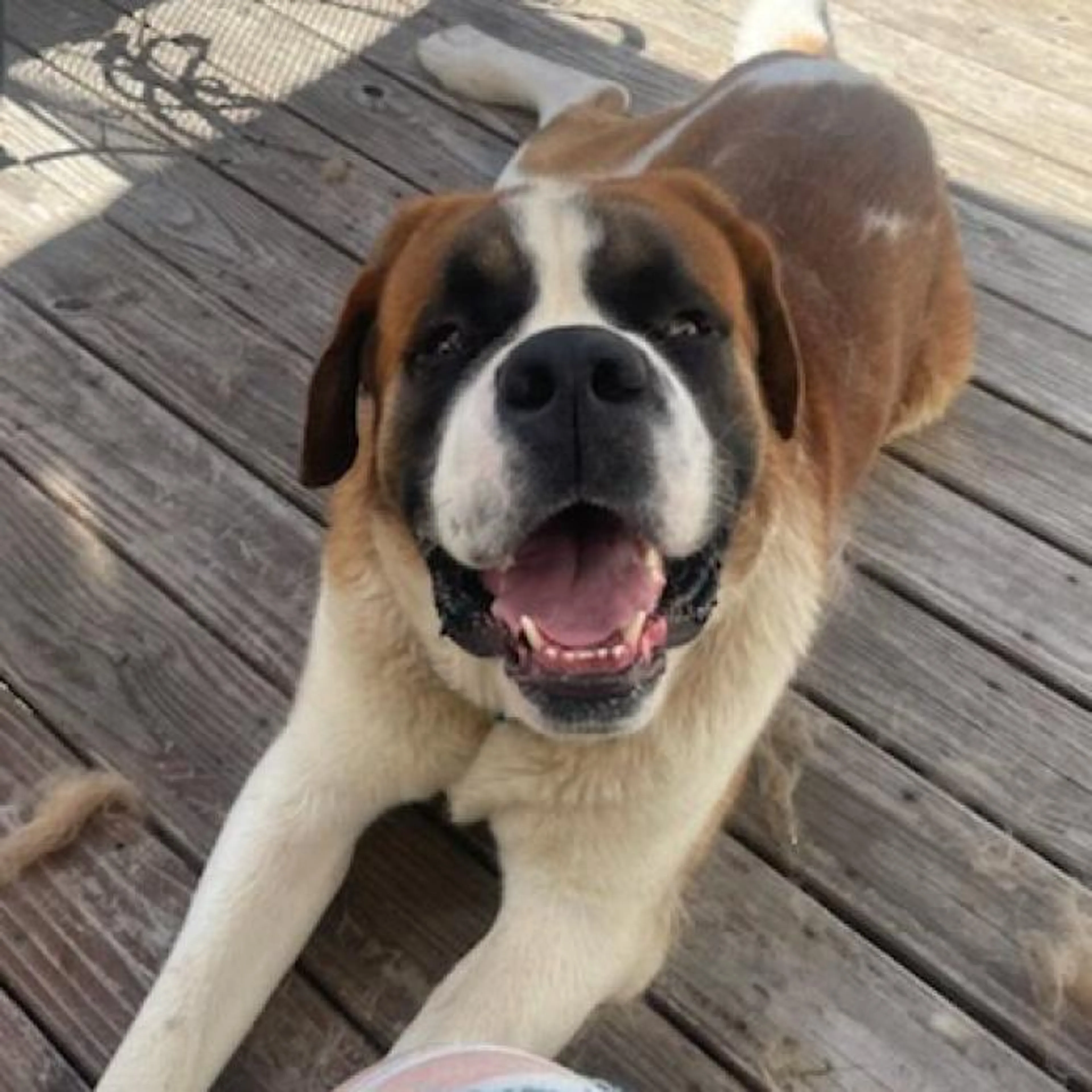 Found pet-1