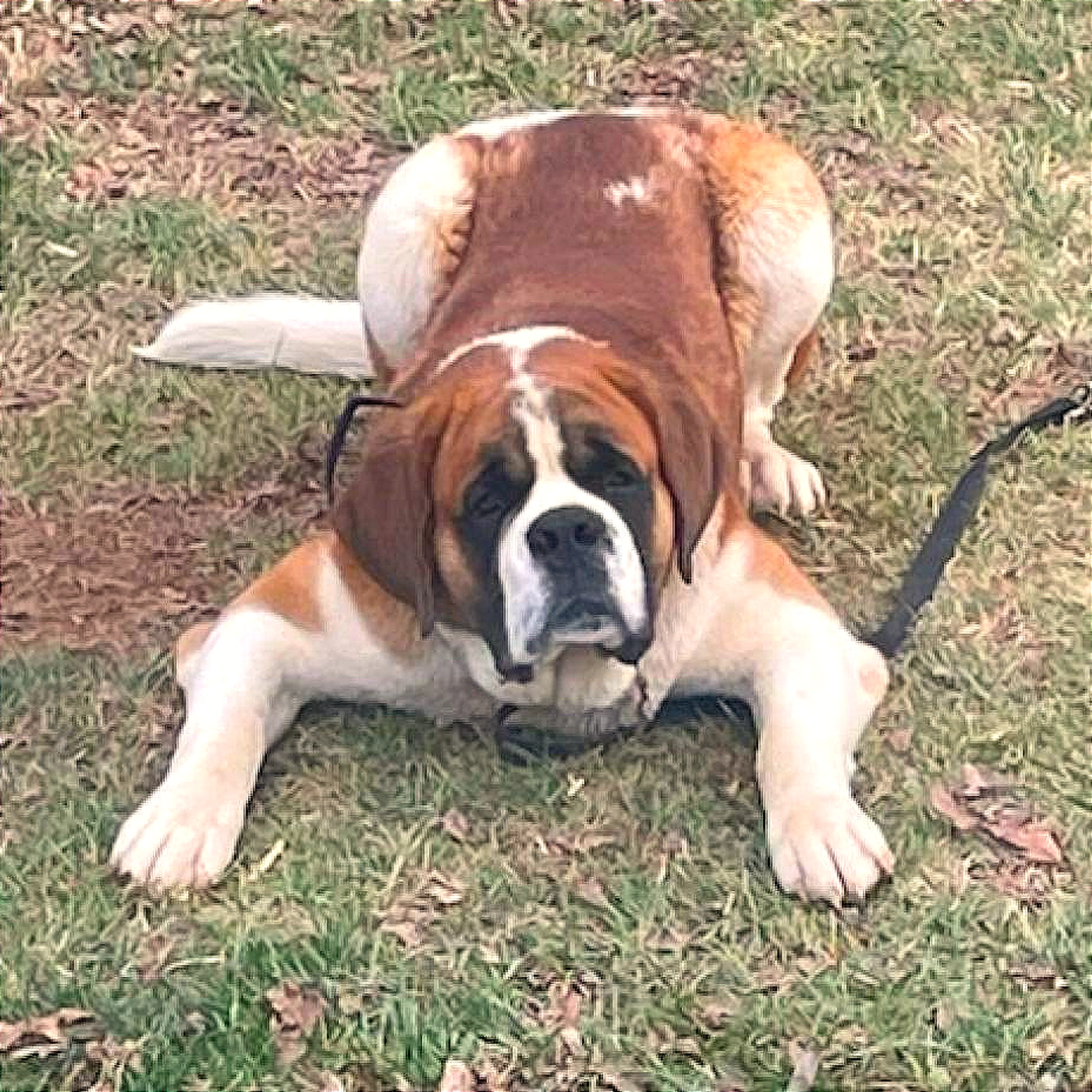 Found pet-2