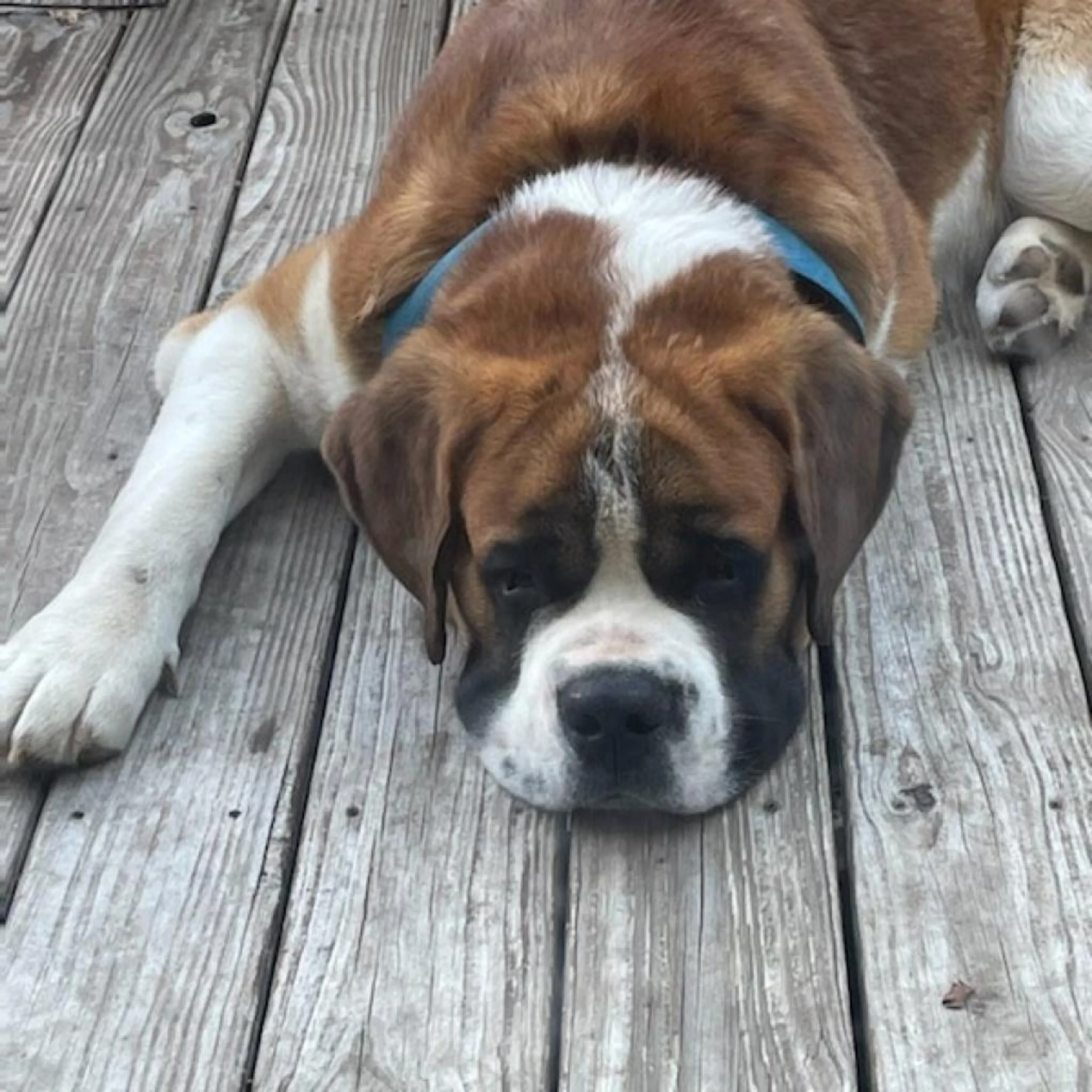 Found pet-0