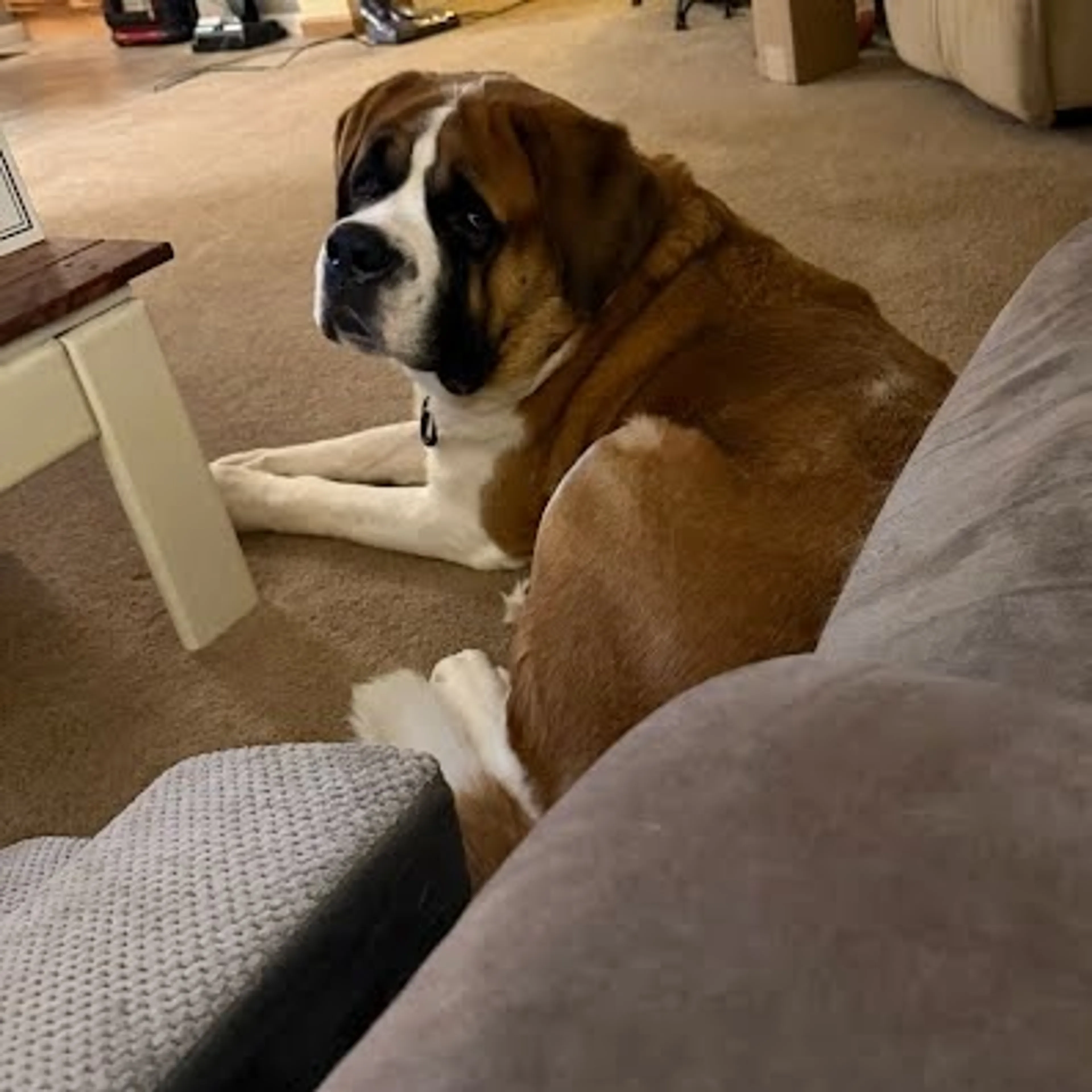 Found pet-11
