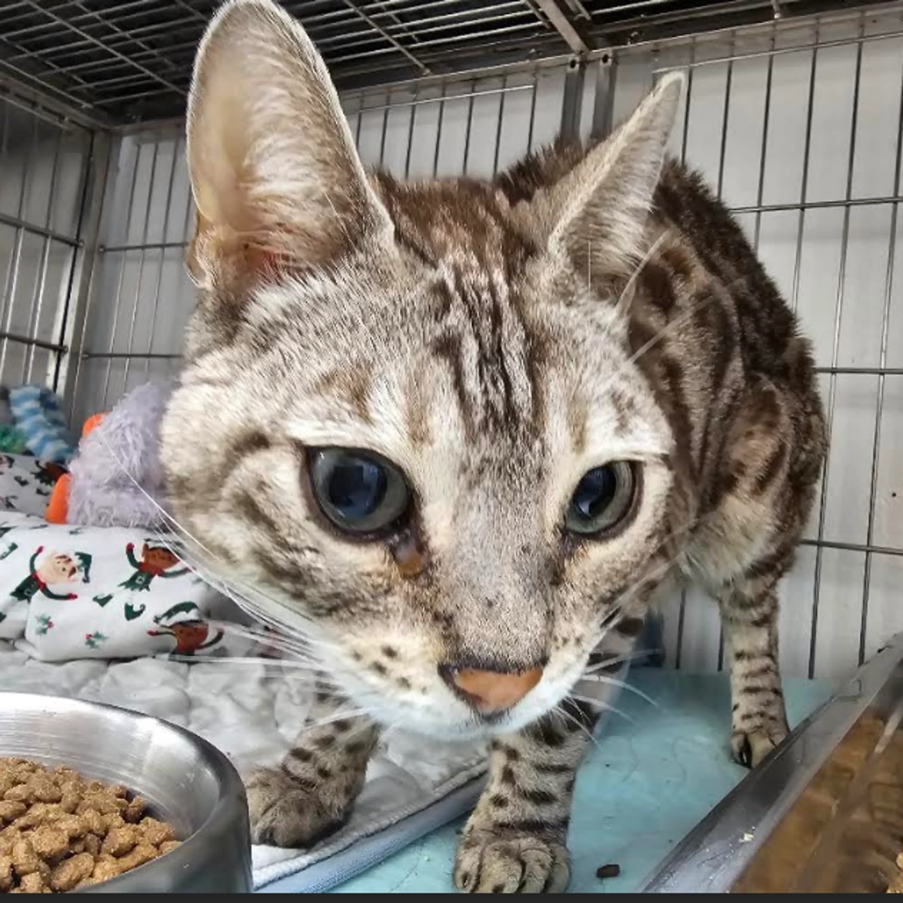 Found pet