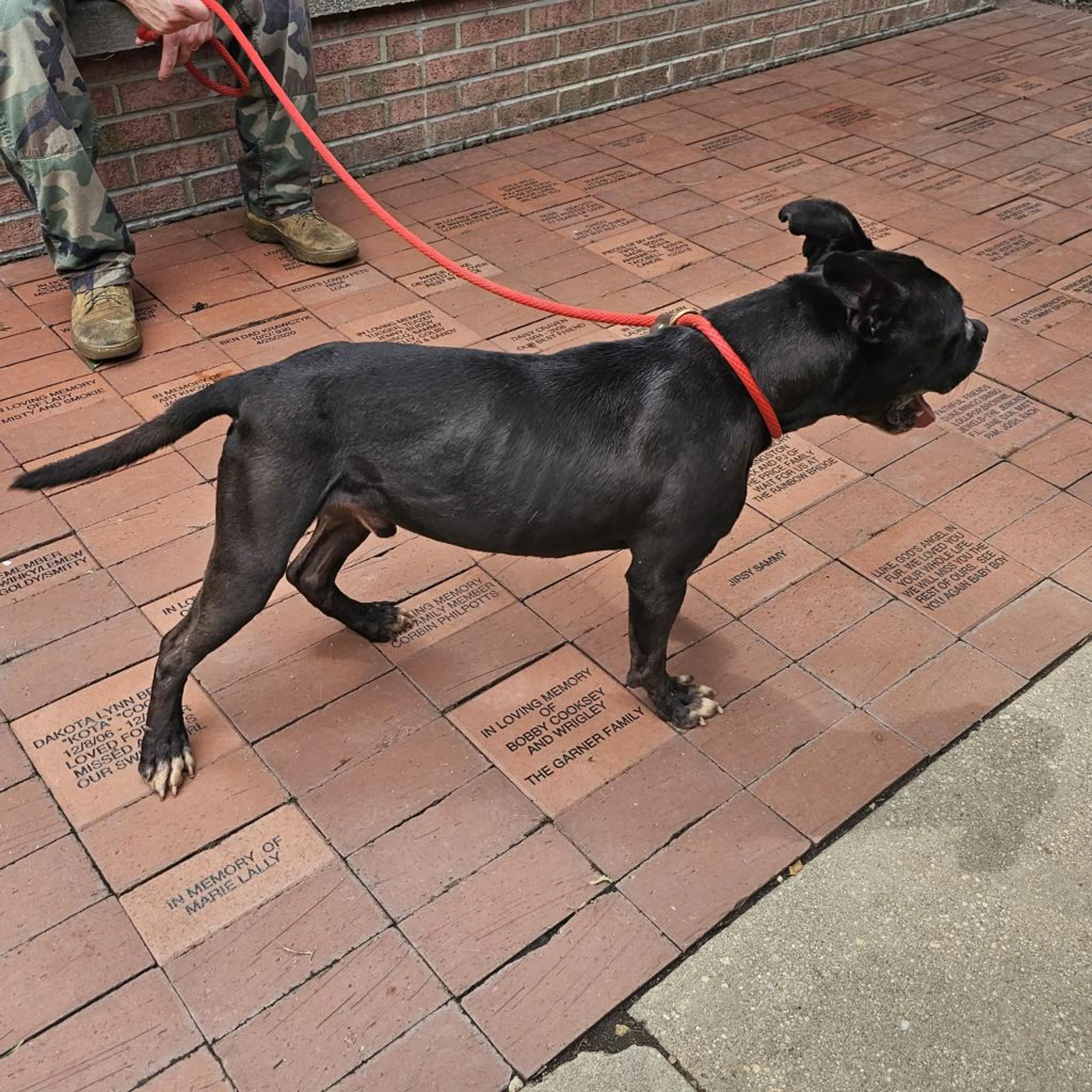 Found pet-11