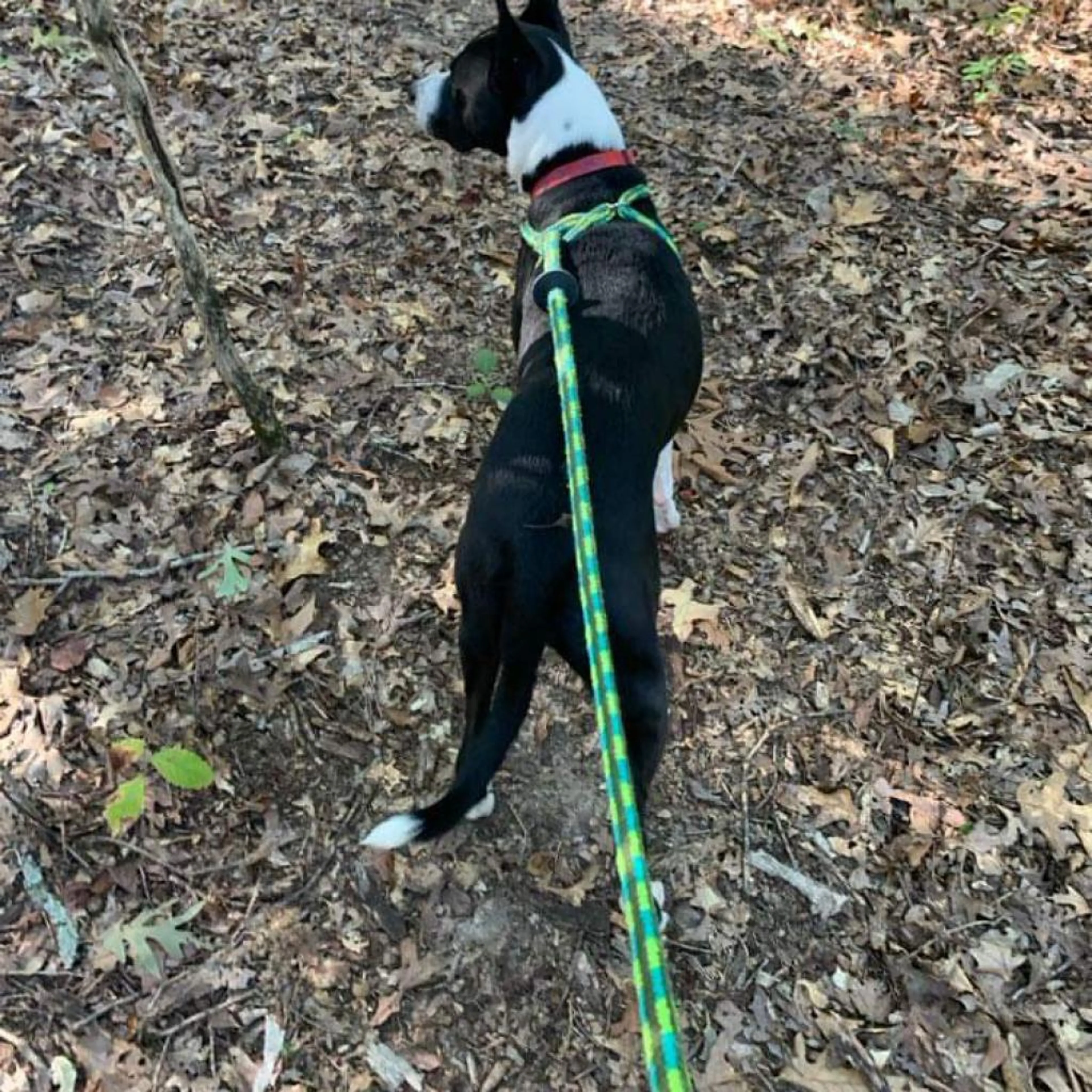 Found pet-2