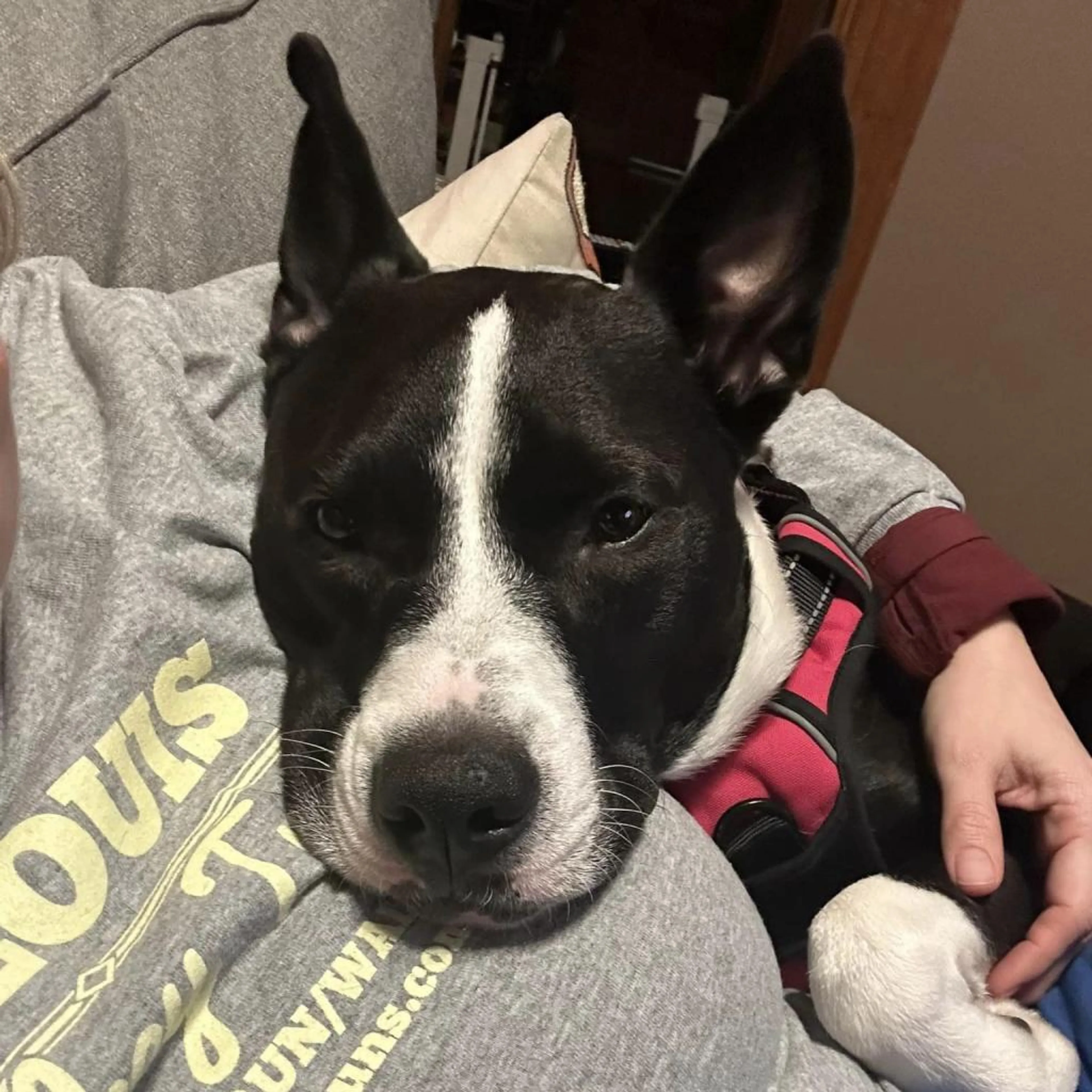 Found pet-5