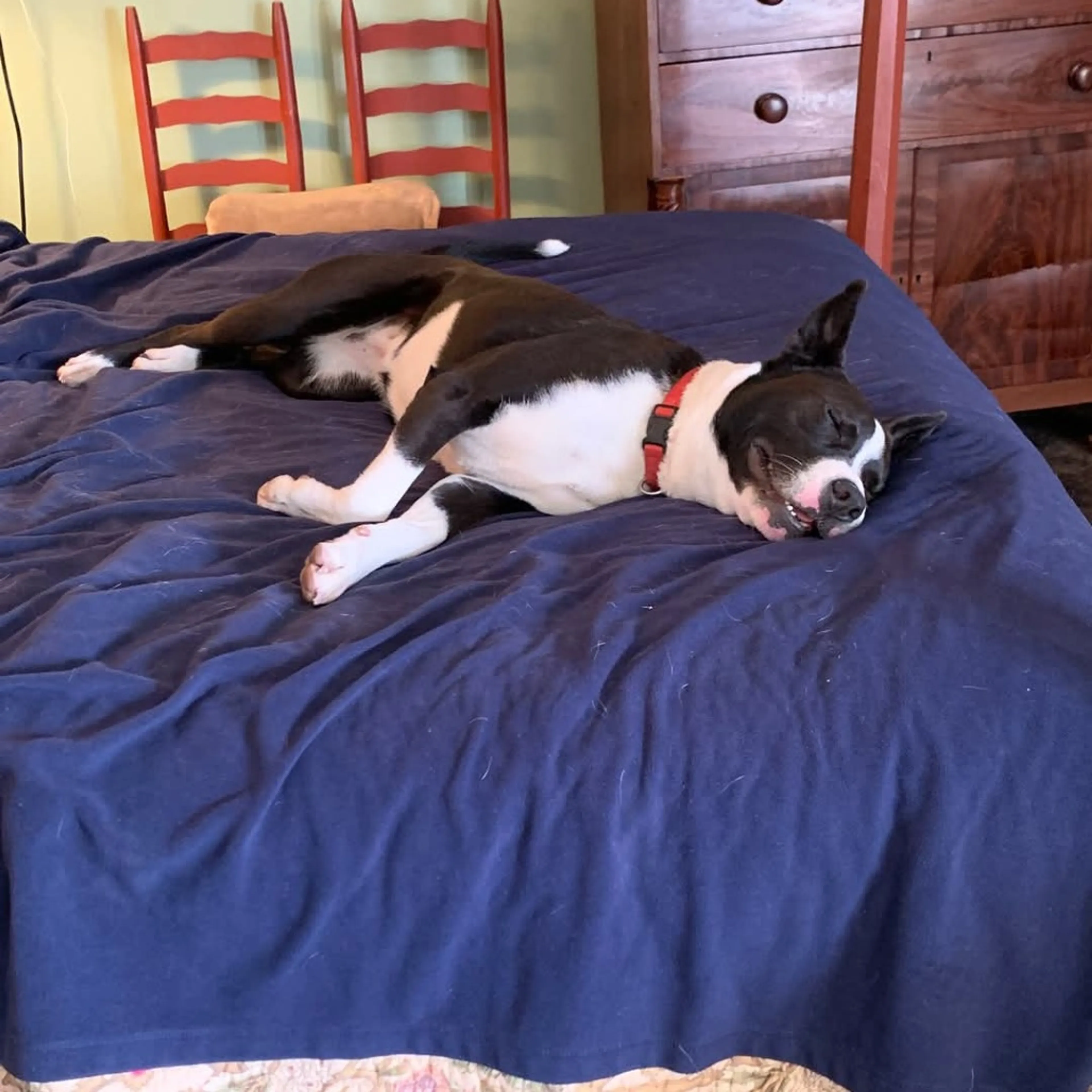 Found pet-24