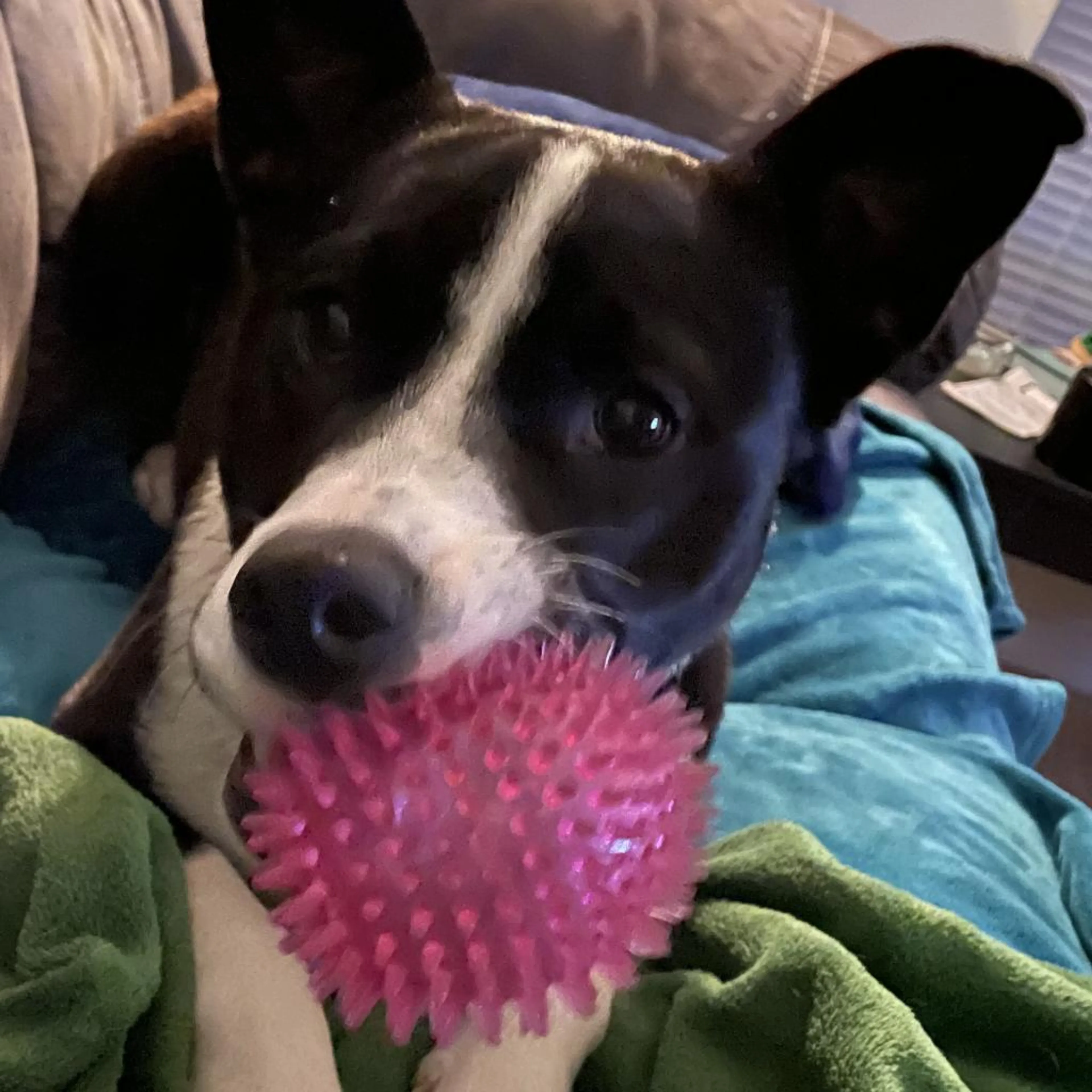Found pet-19