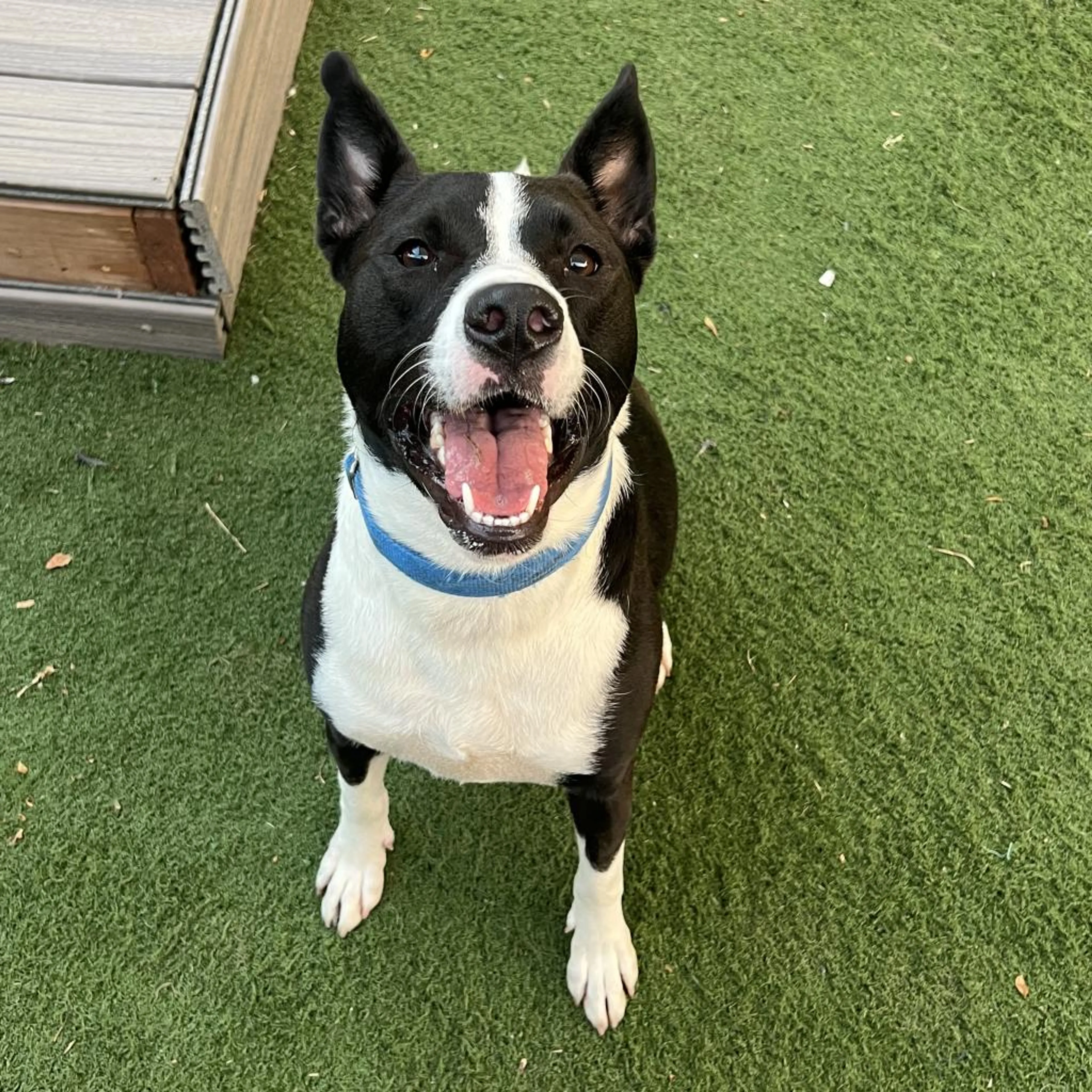 Found pet-14