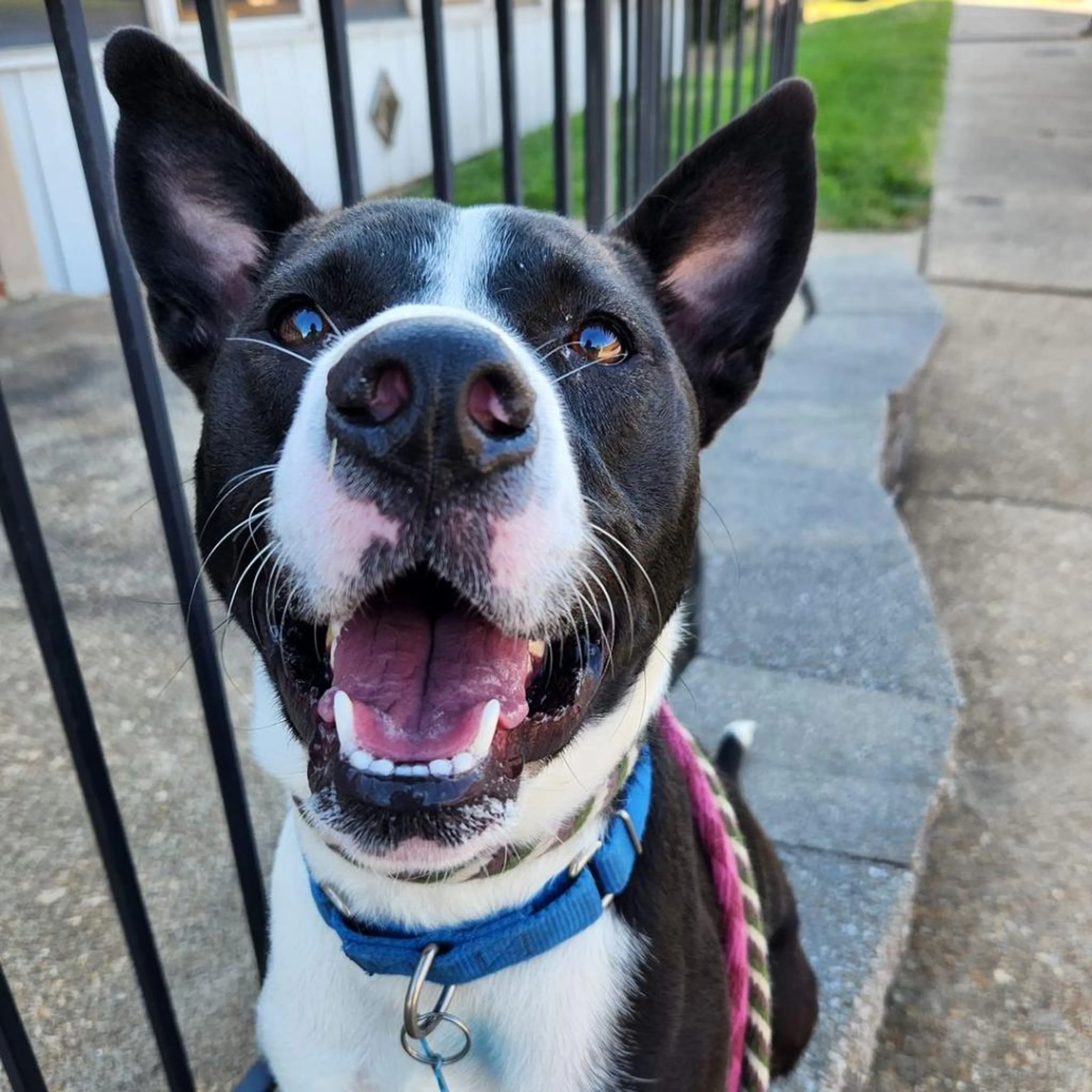 Found pet-18