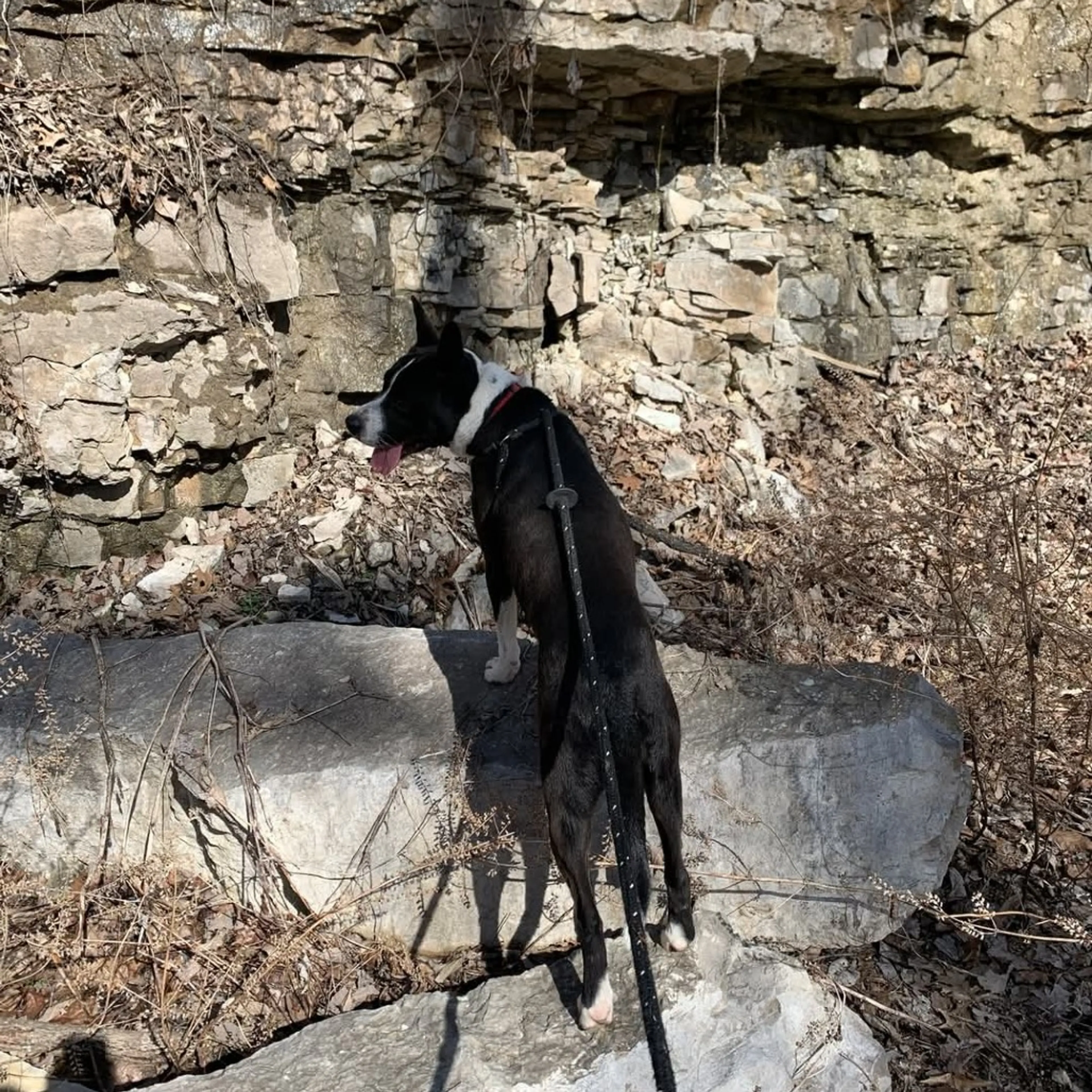 Found pet-29
