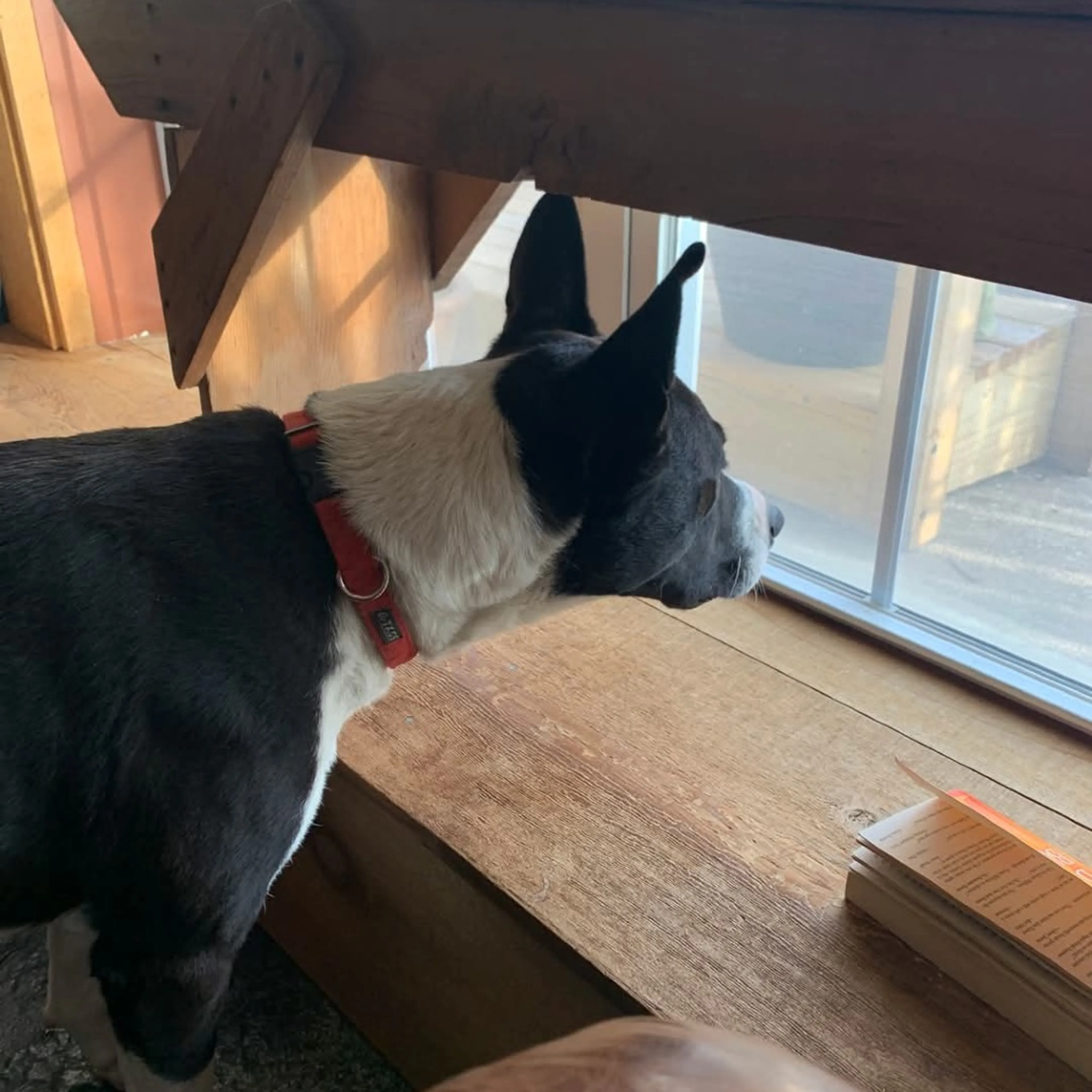 Found pet-28