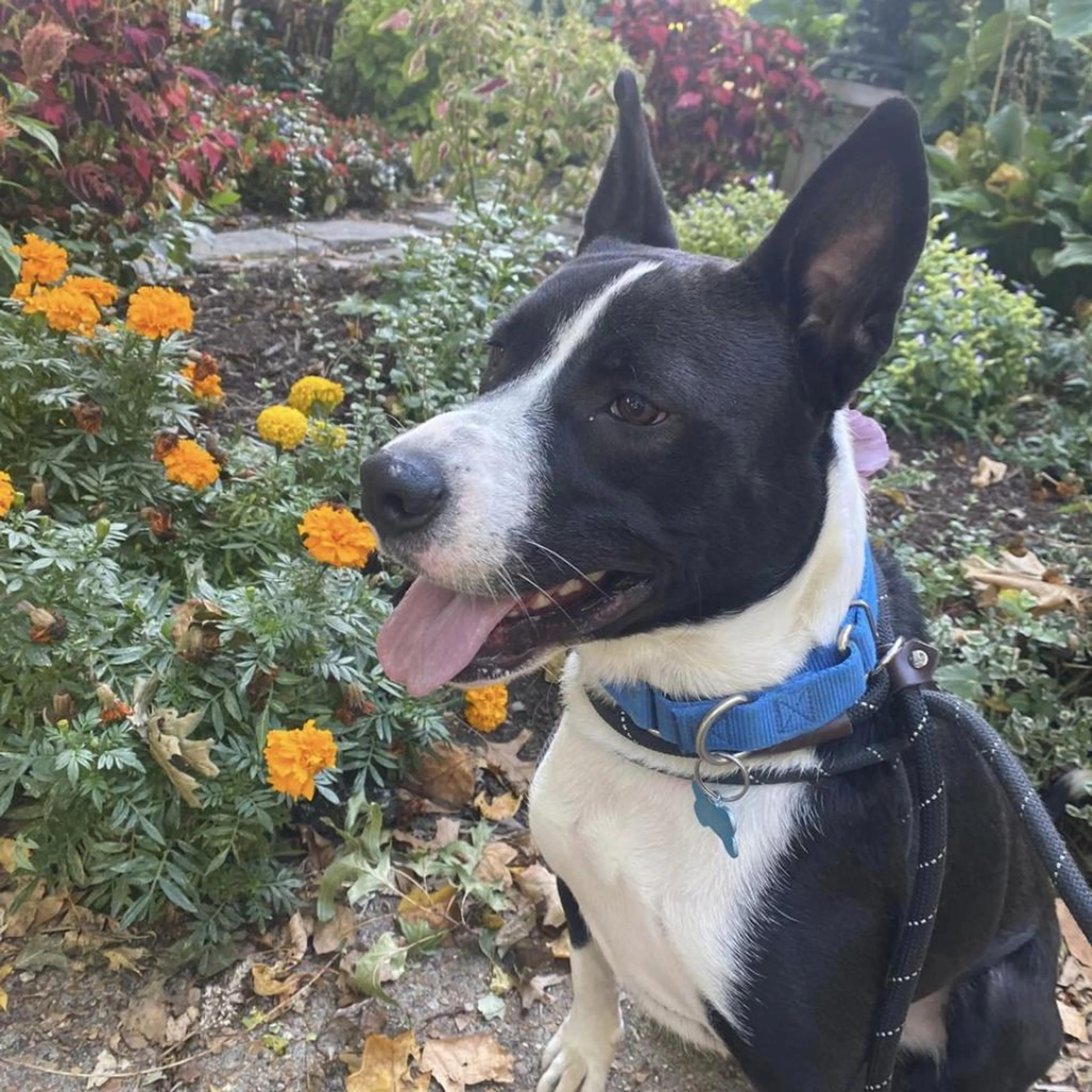 Found pet-17