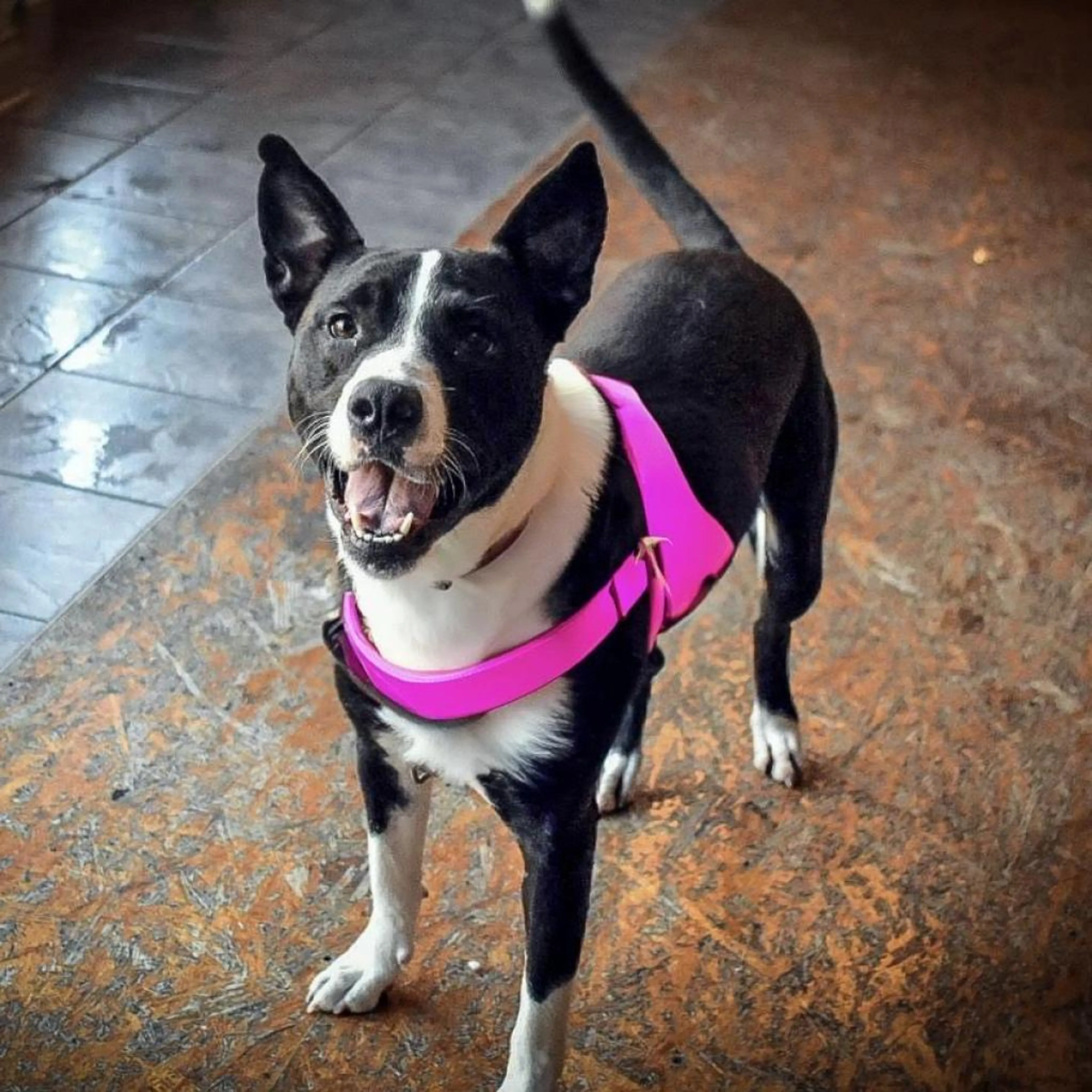 Found pet-8
