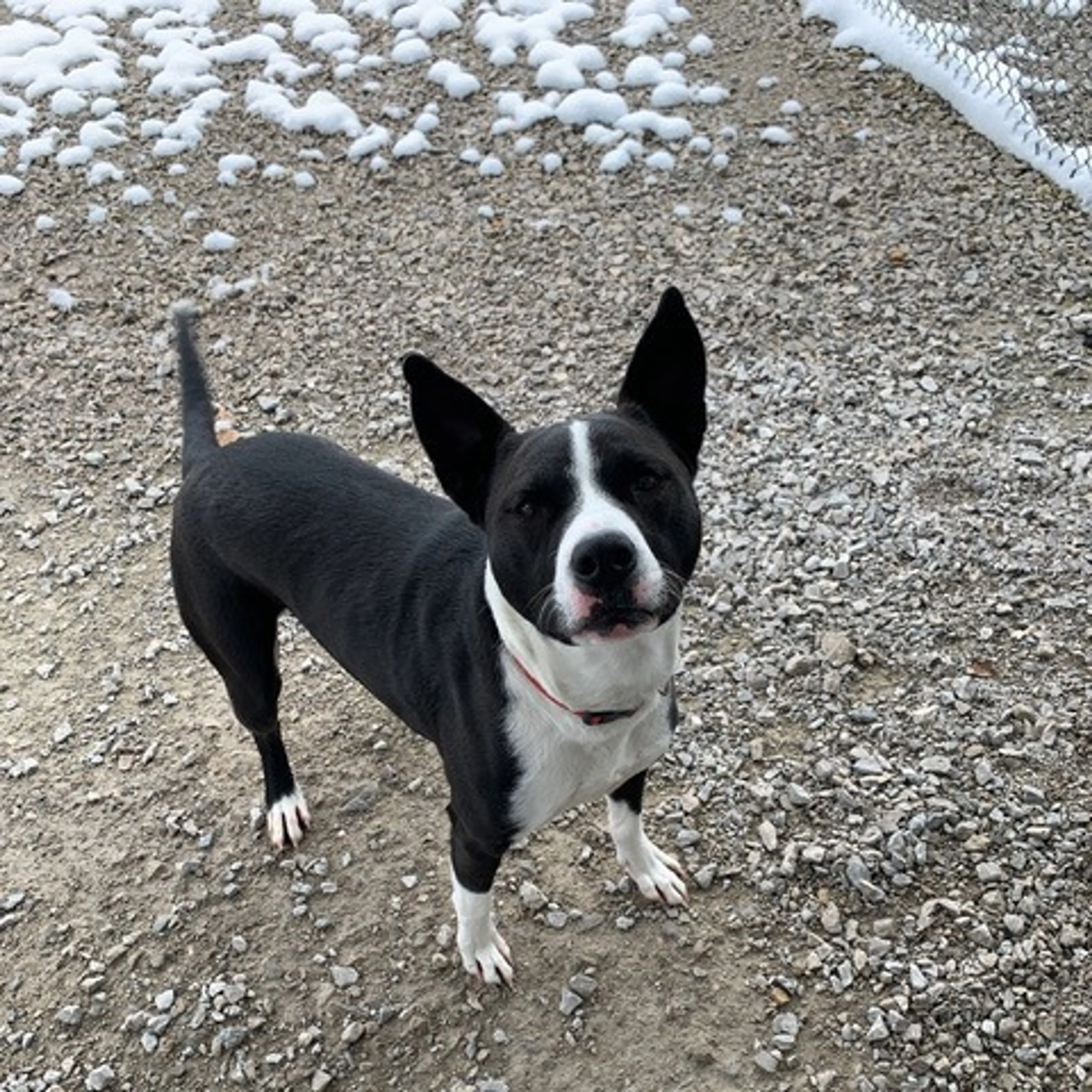 Found pet-21