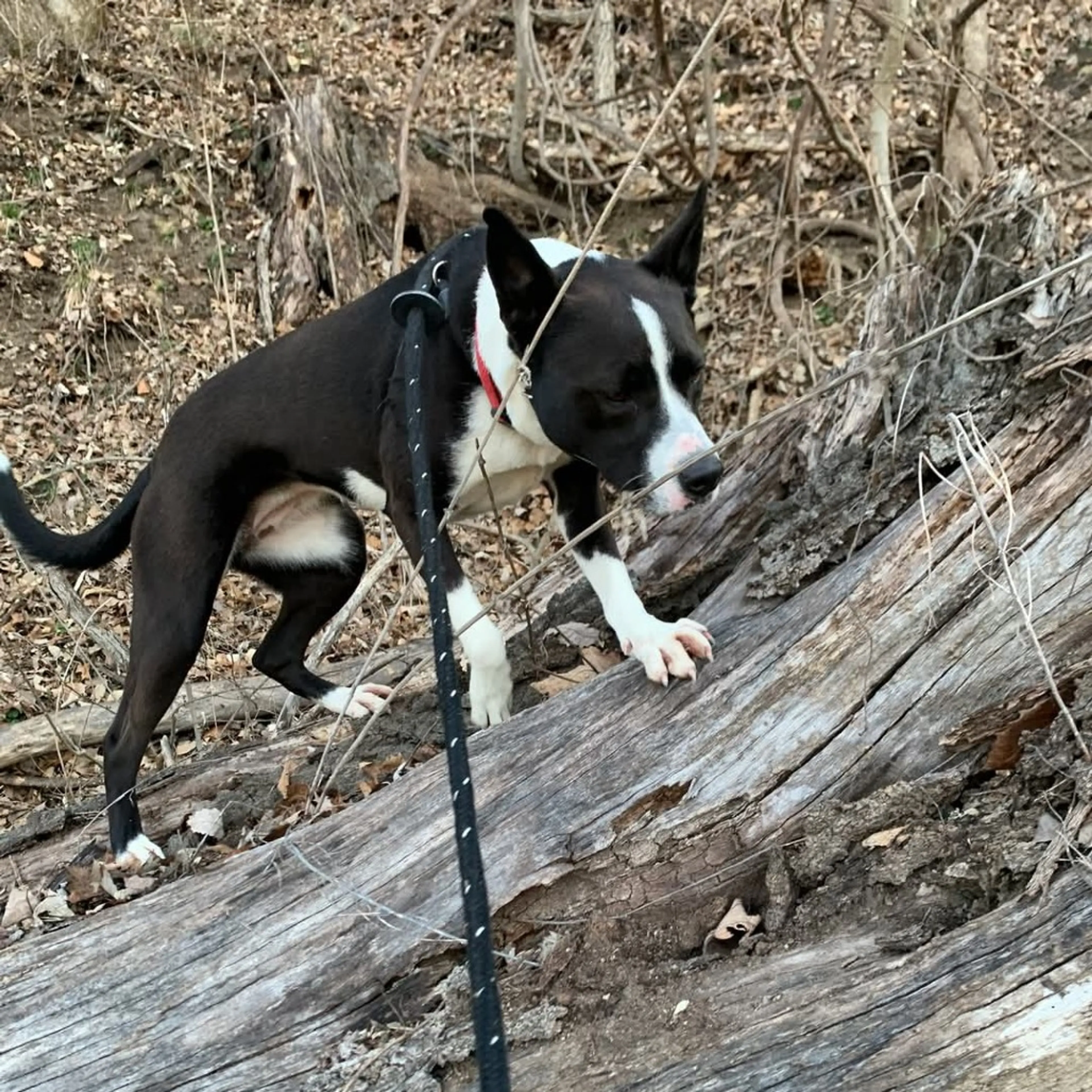 Found pet-26