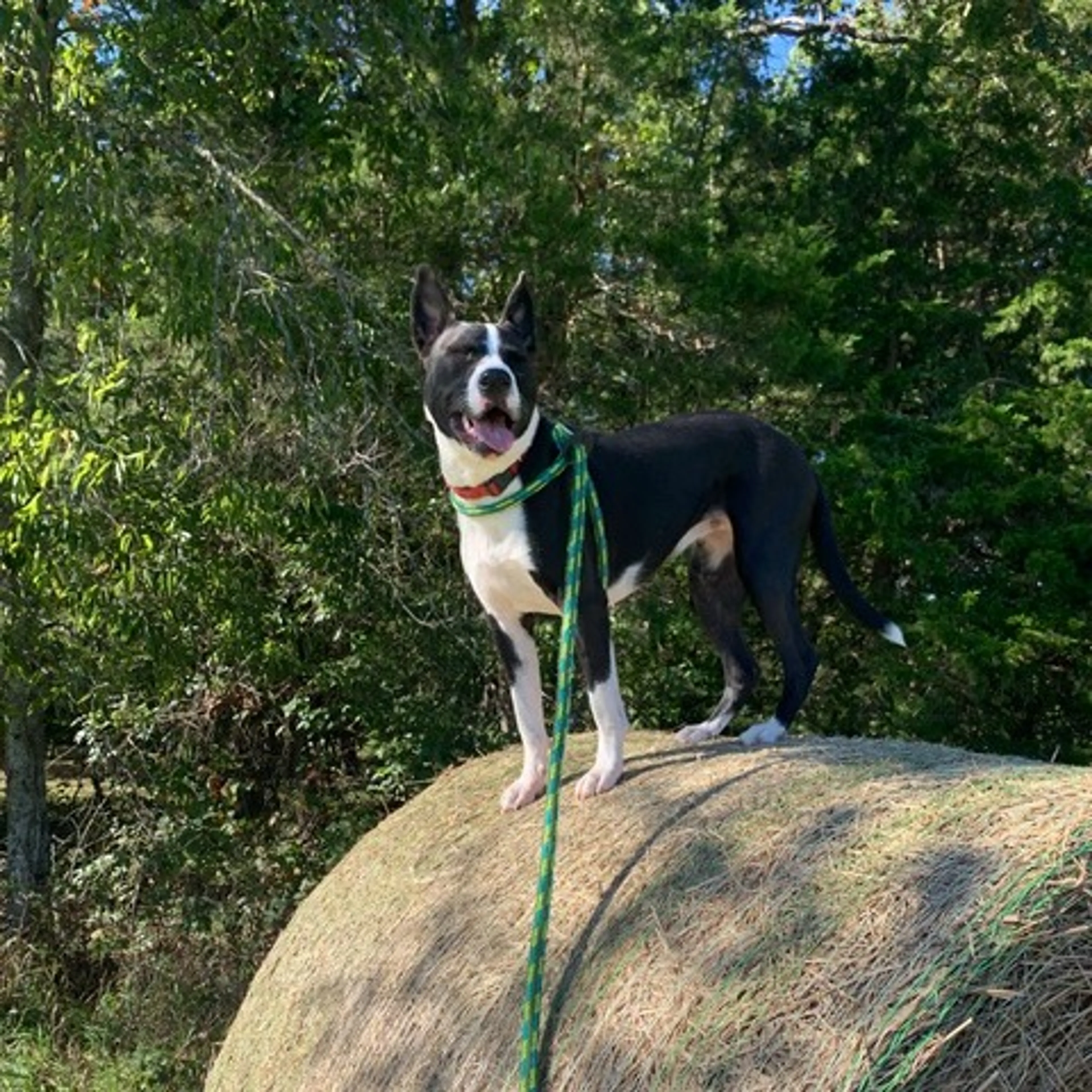 Found pet-22