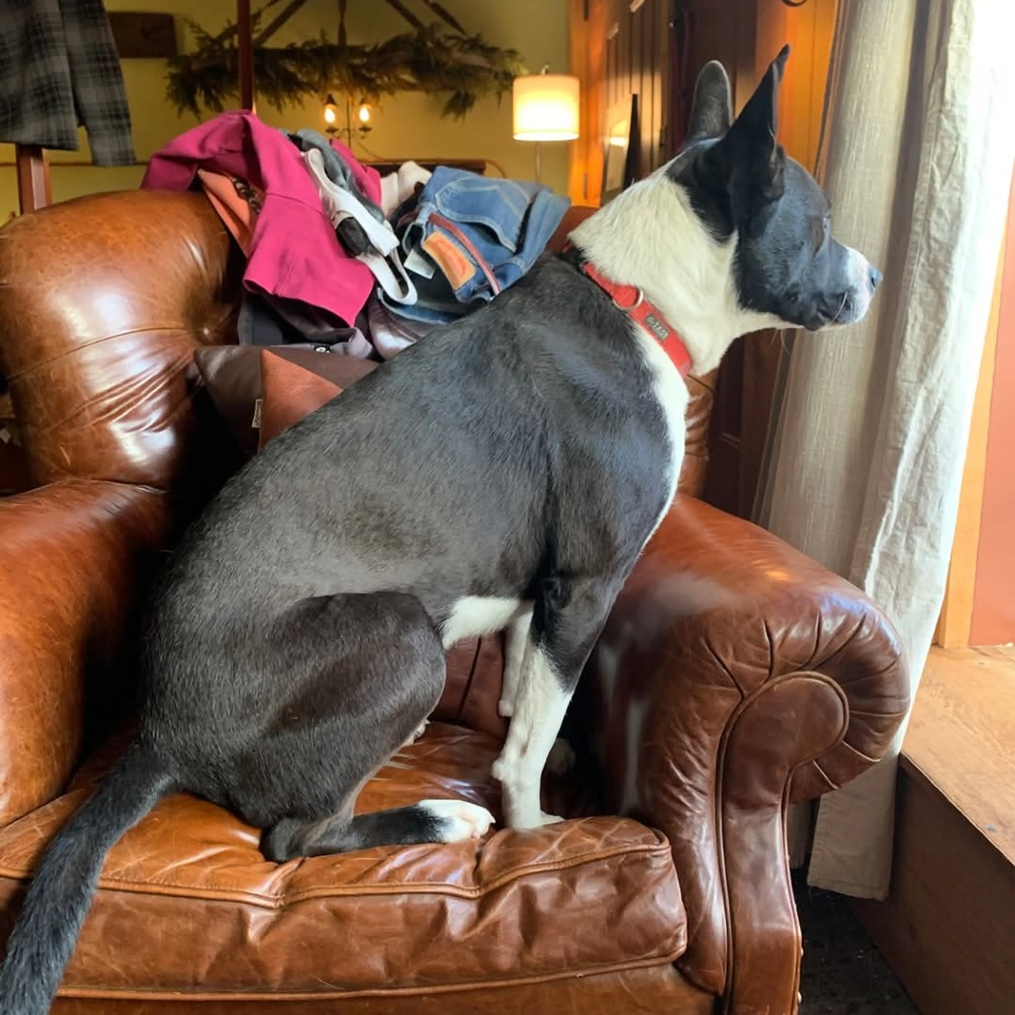 Found pet-27