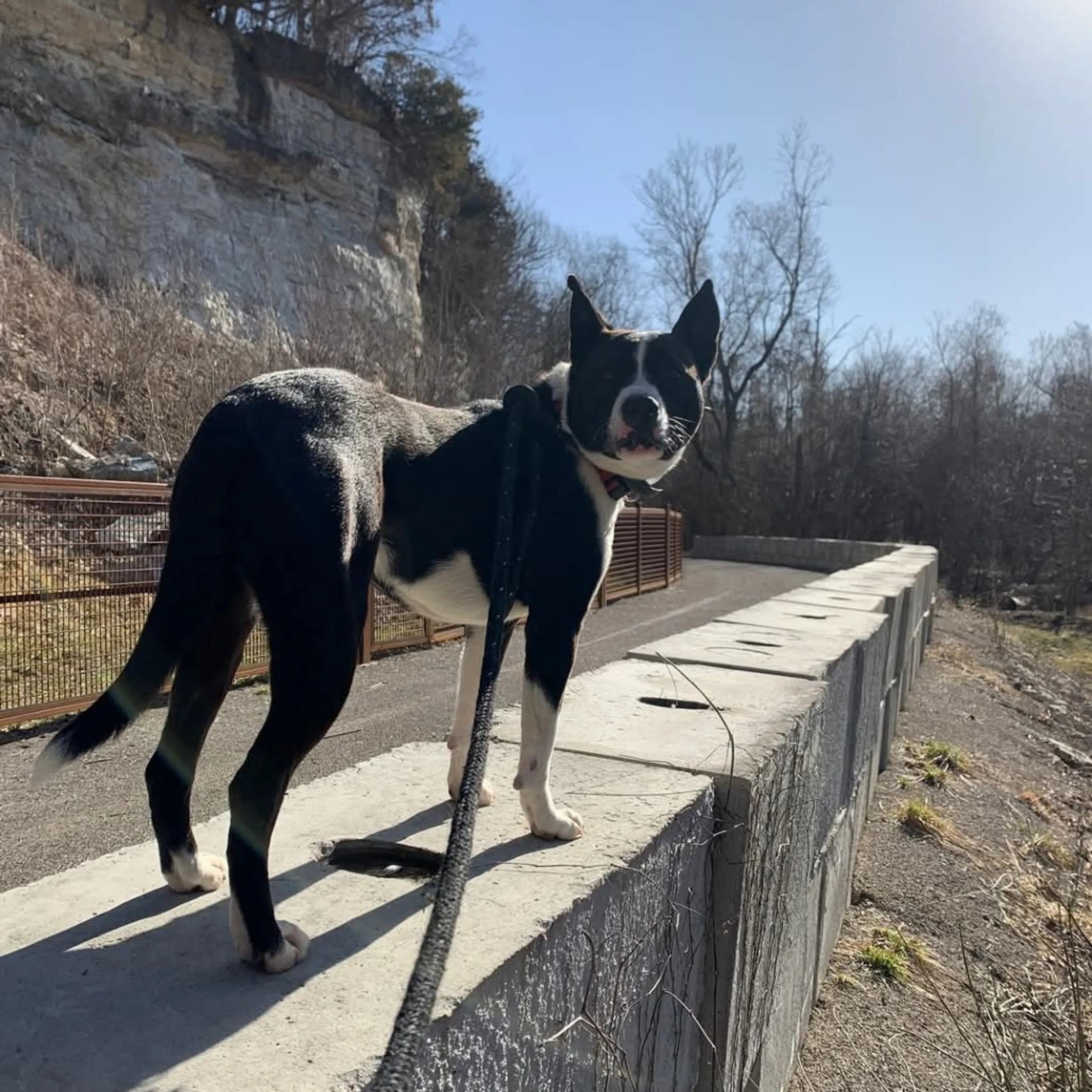 Found pet-25