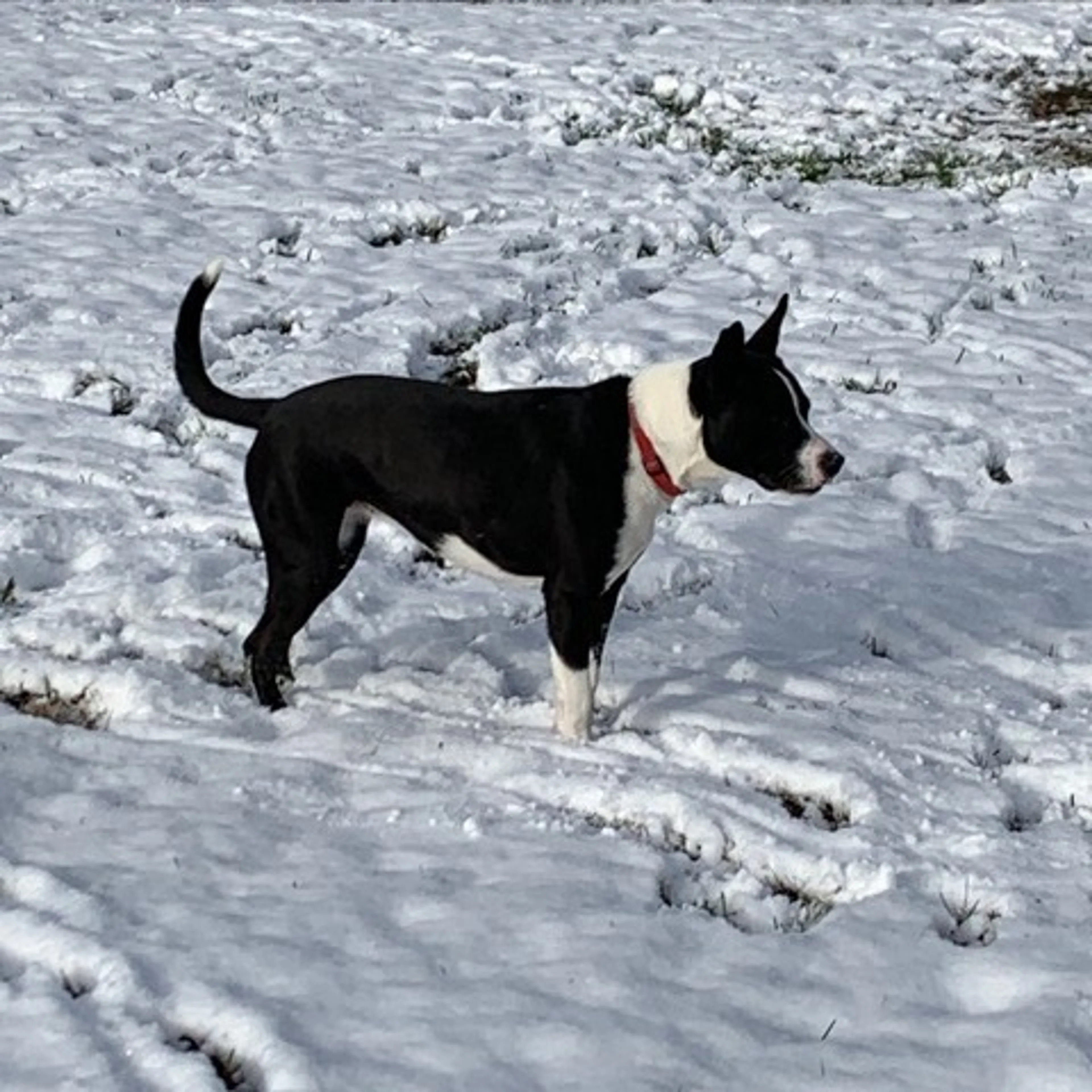 Found pet-23