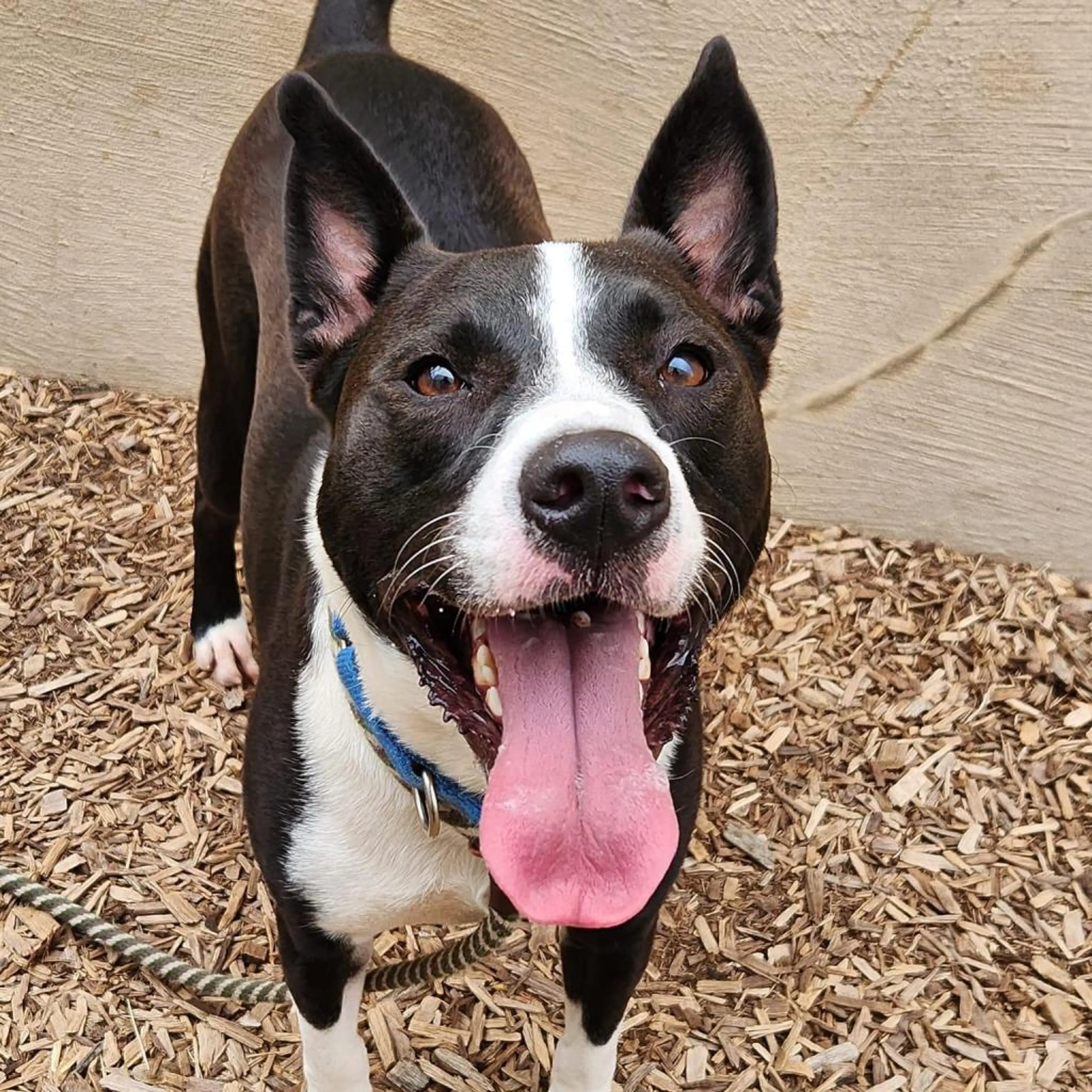 Found pet-20