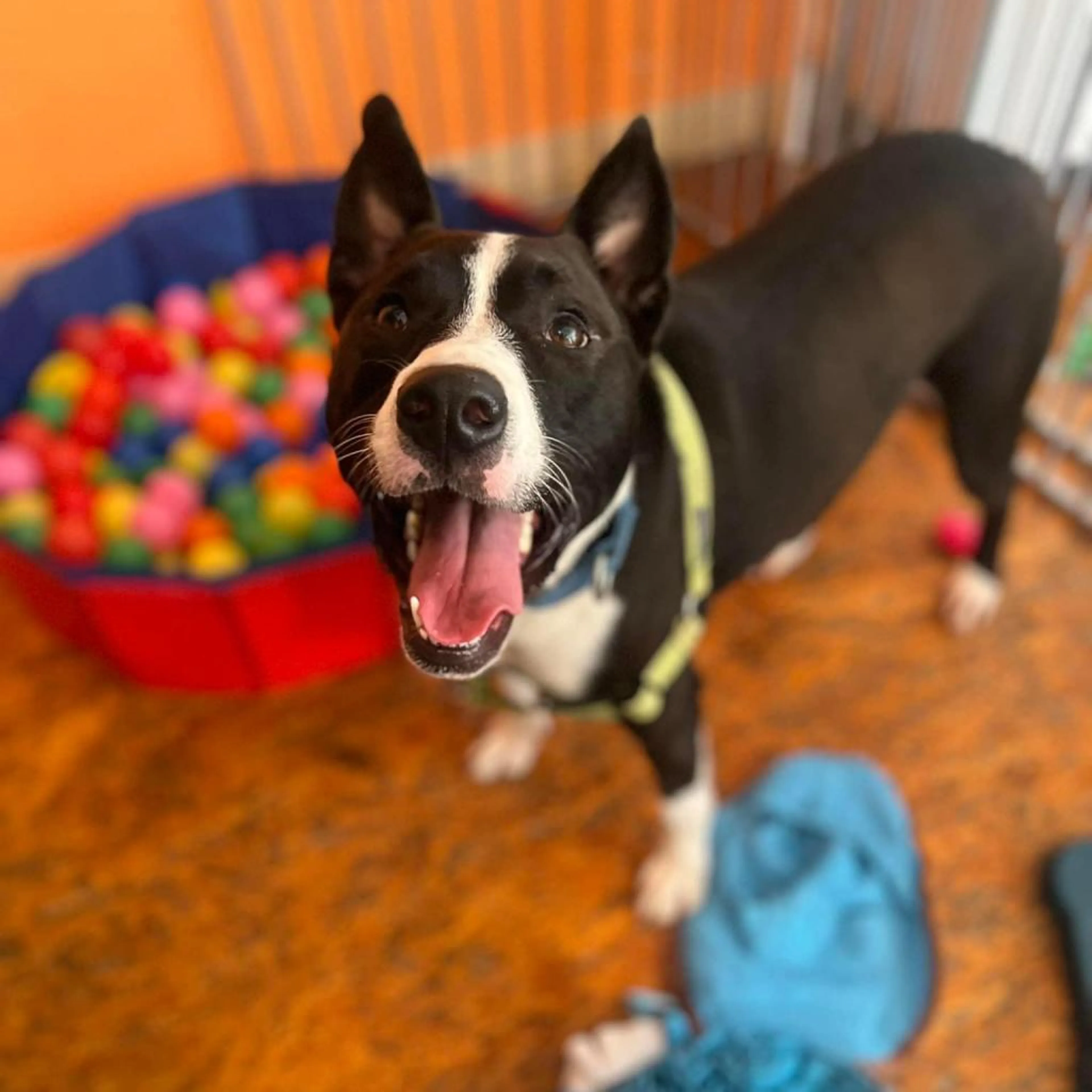 Found pet-11