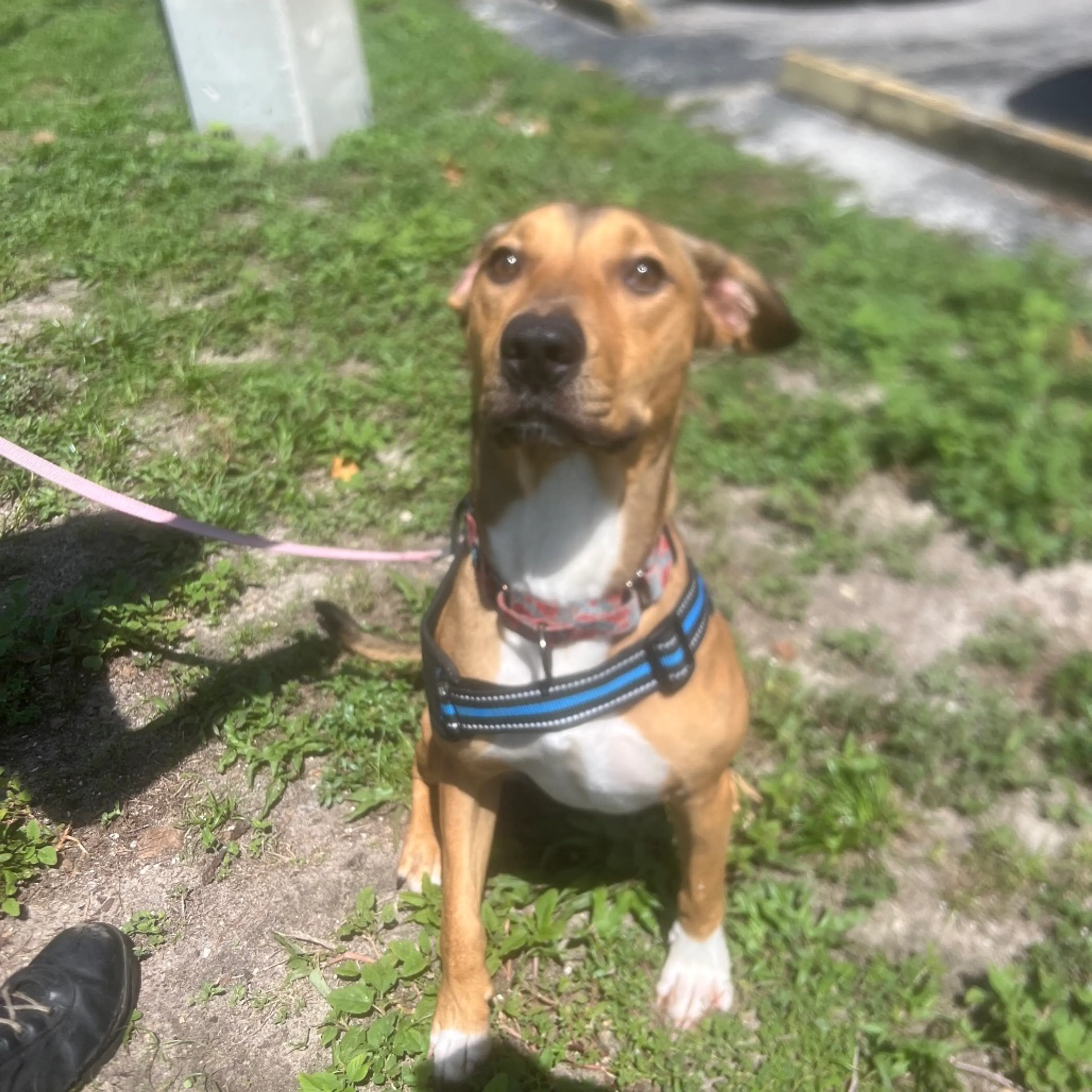 Found pet-5