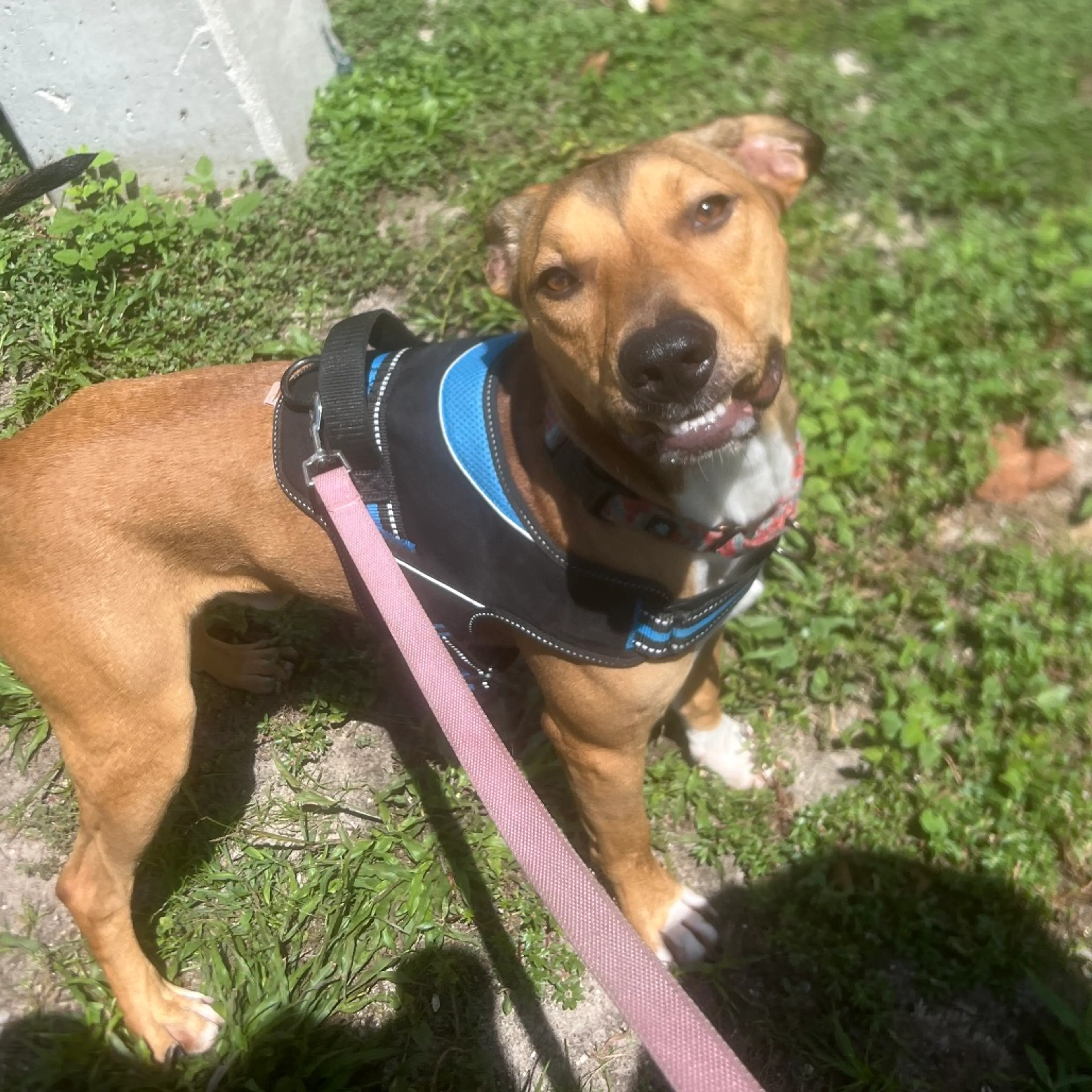 Found pet-4