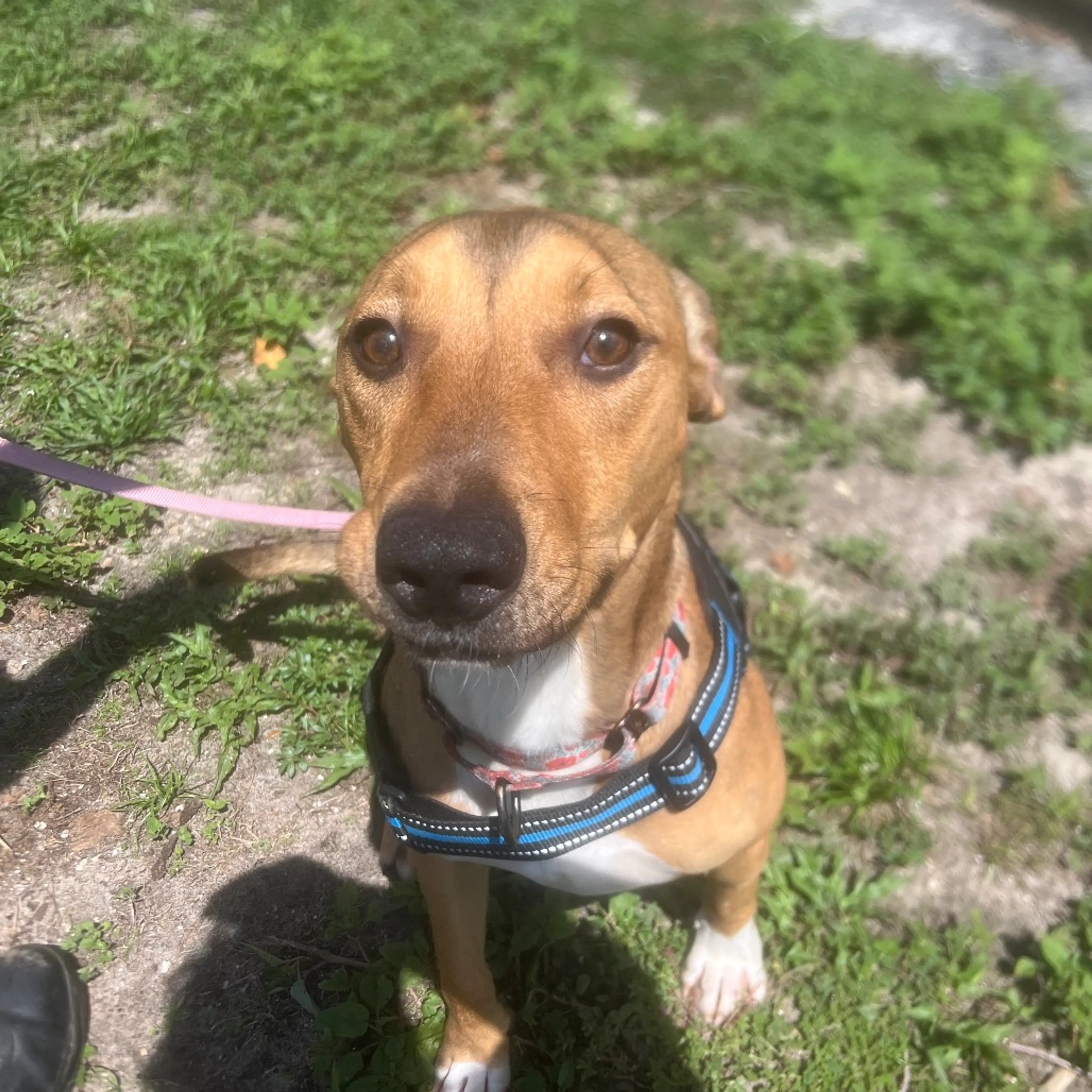 Found pet-3