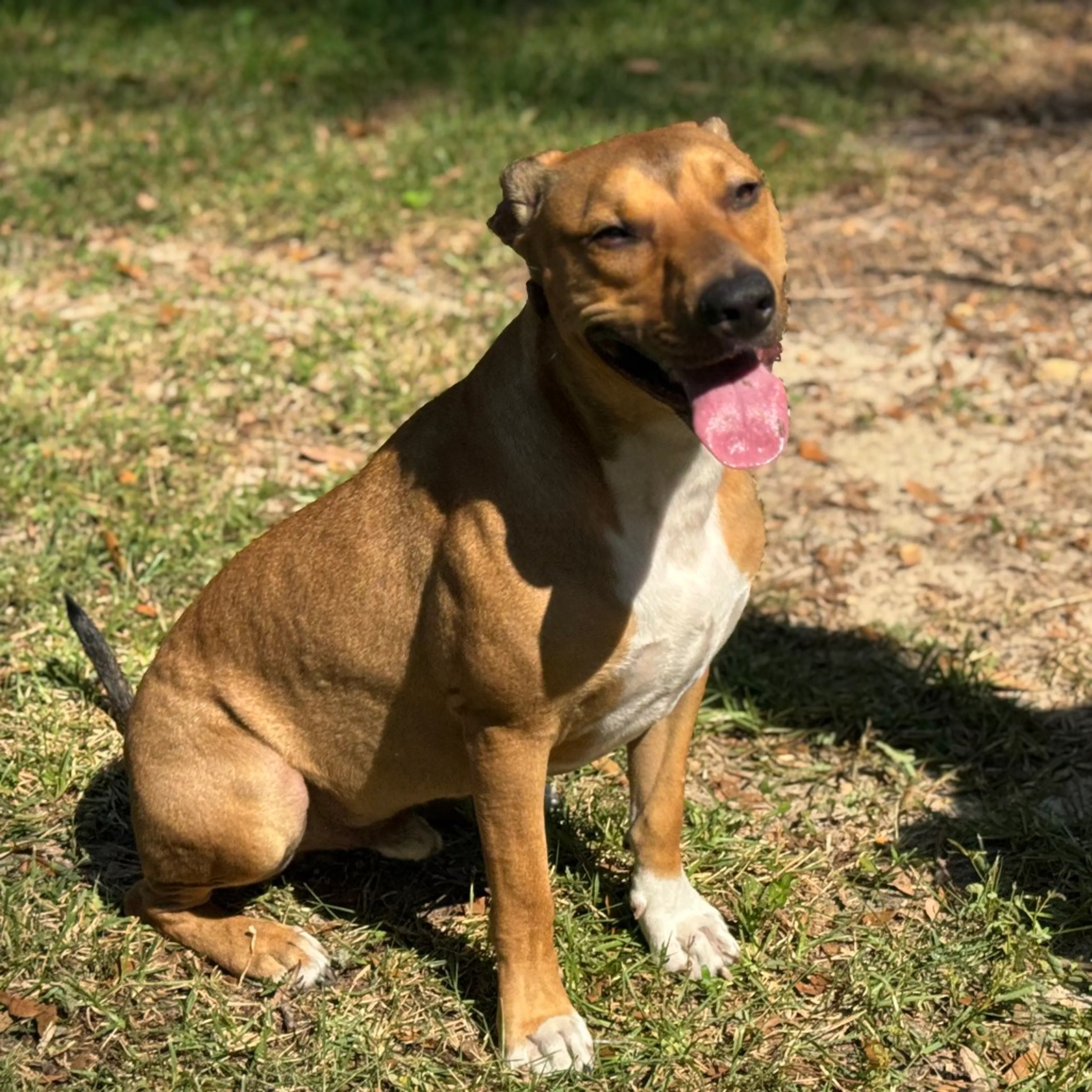 Found pet-7