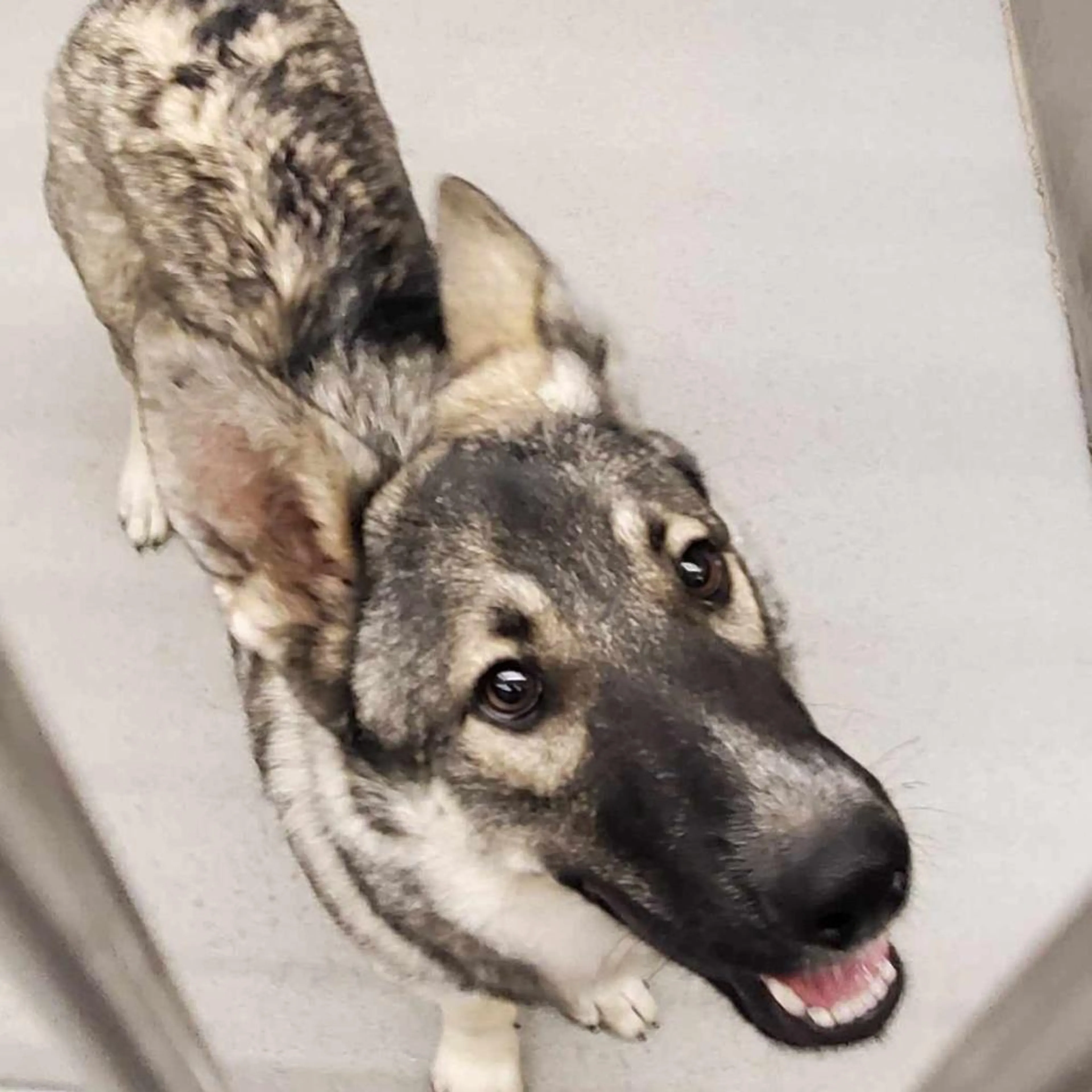 Found pet
