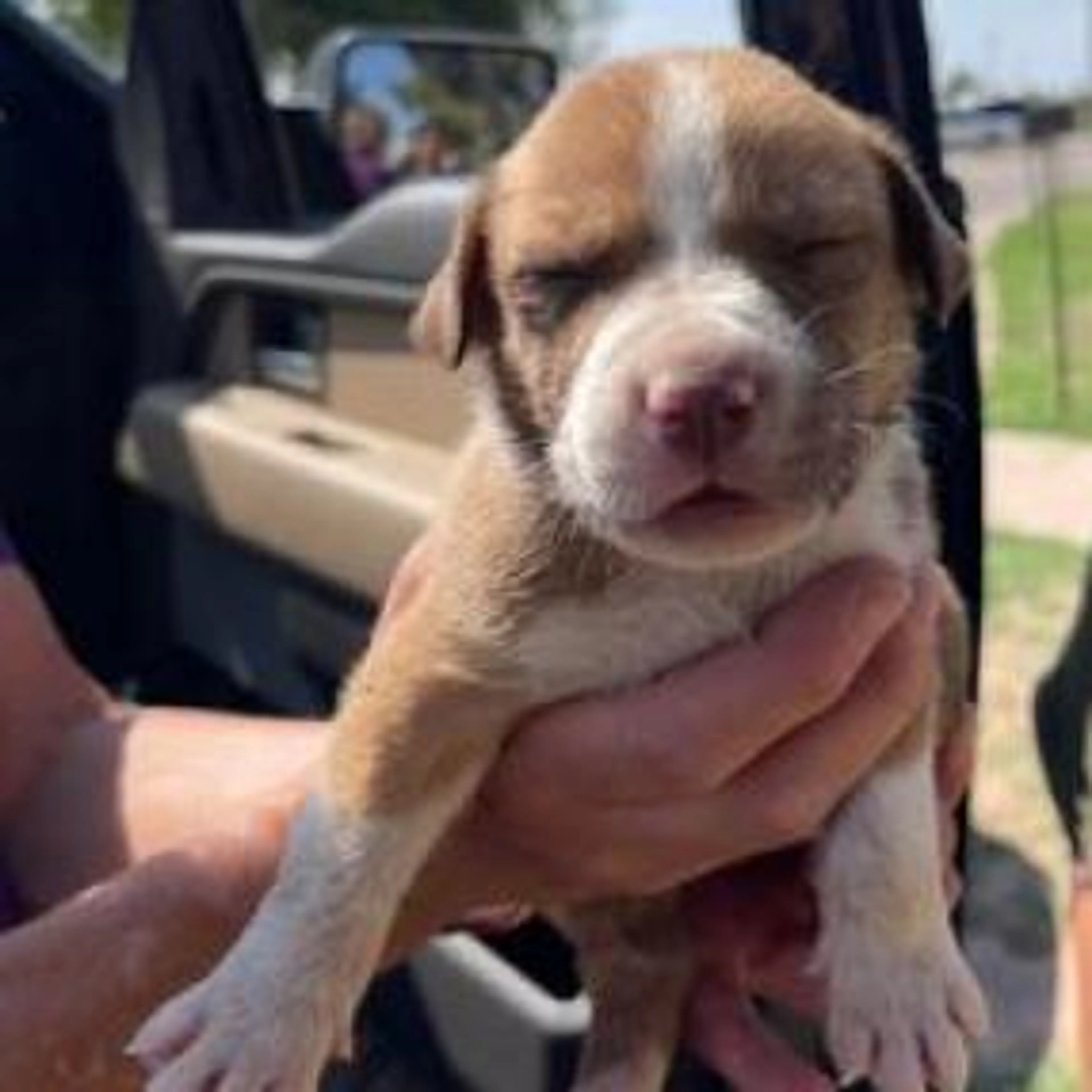 Found pet-2