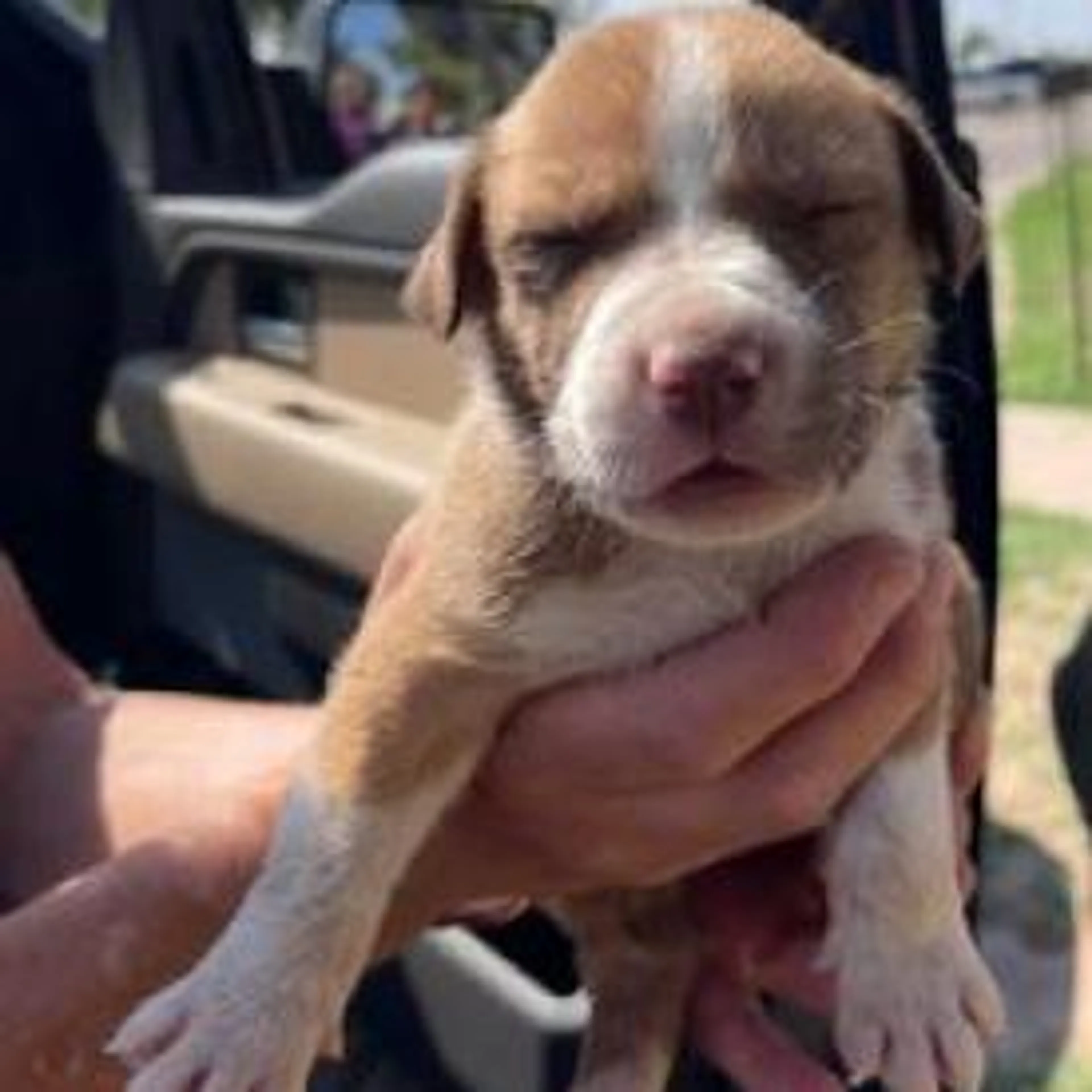 Found pet-1