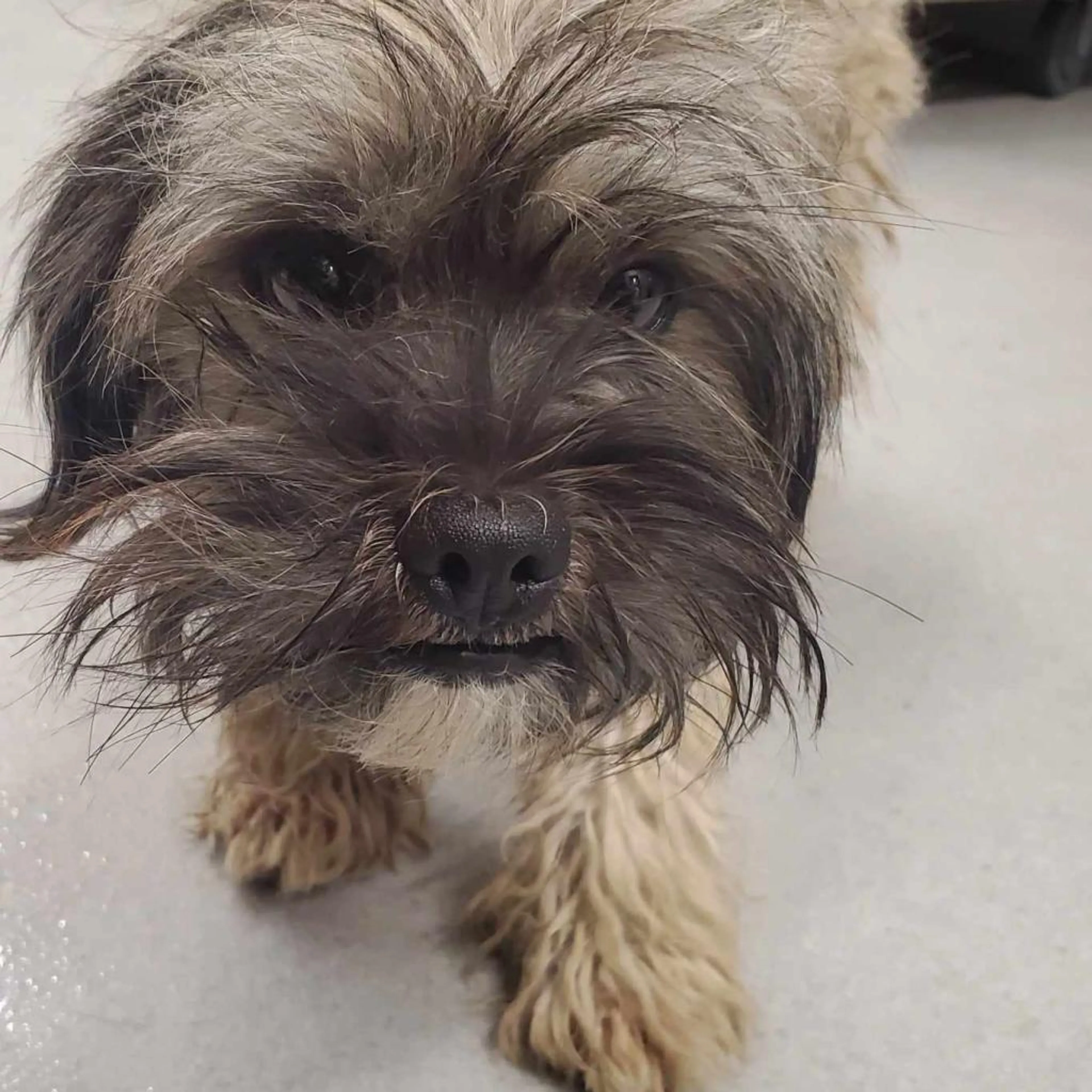 Found pet