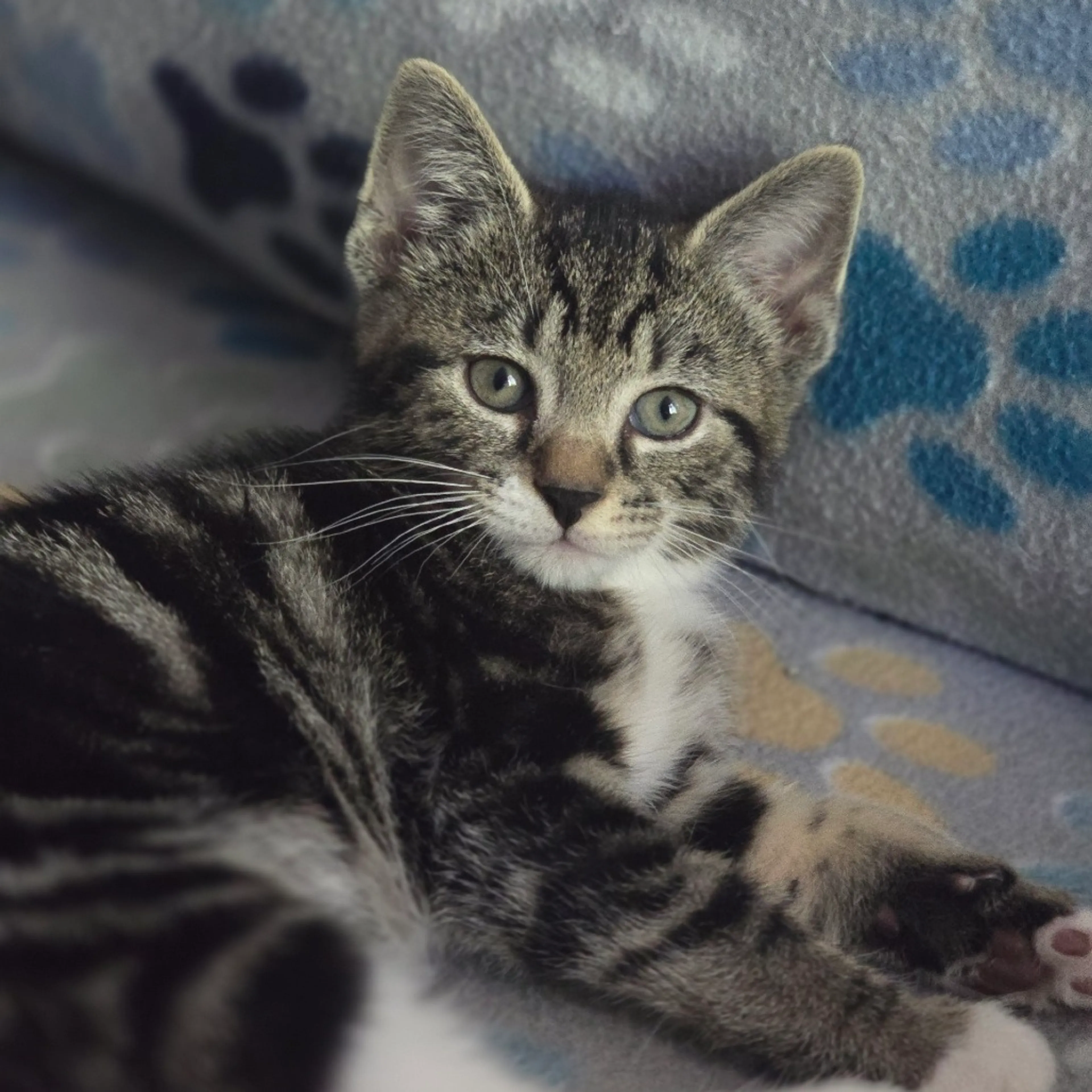 Found pet-3