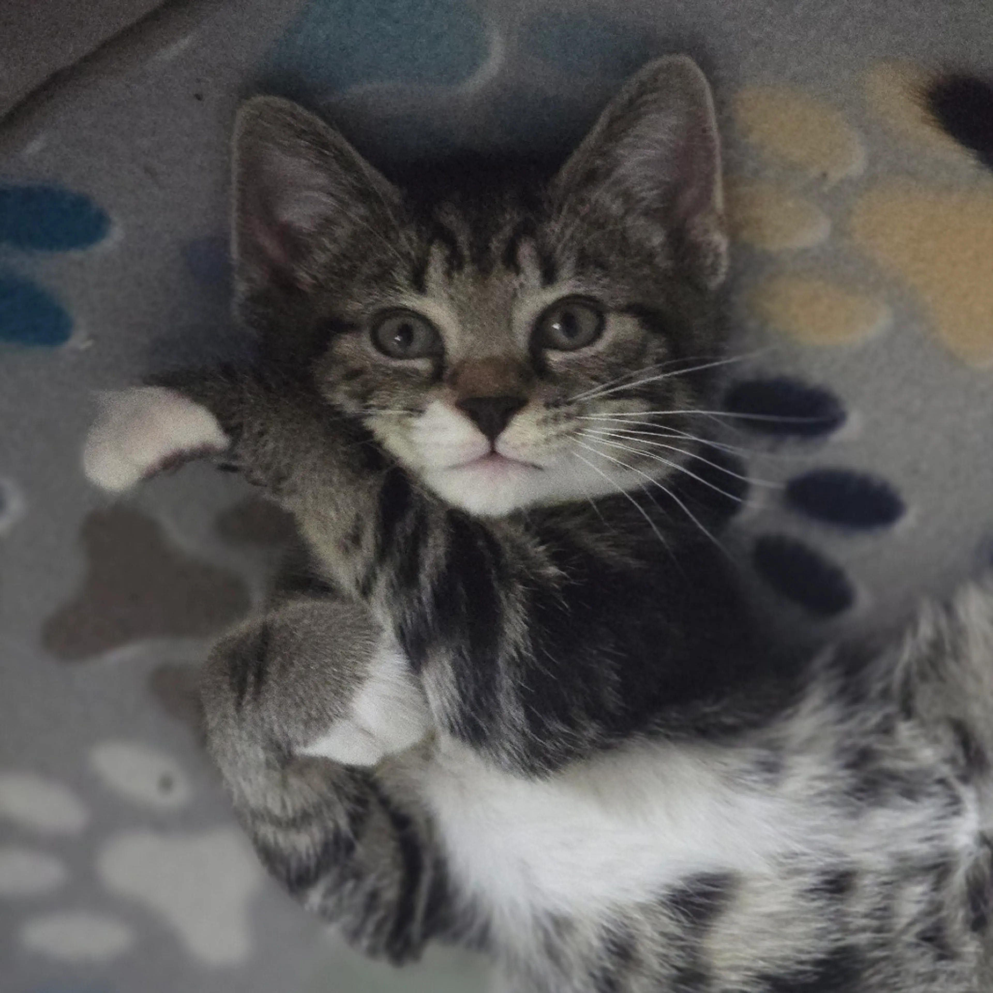 Found pet-4