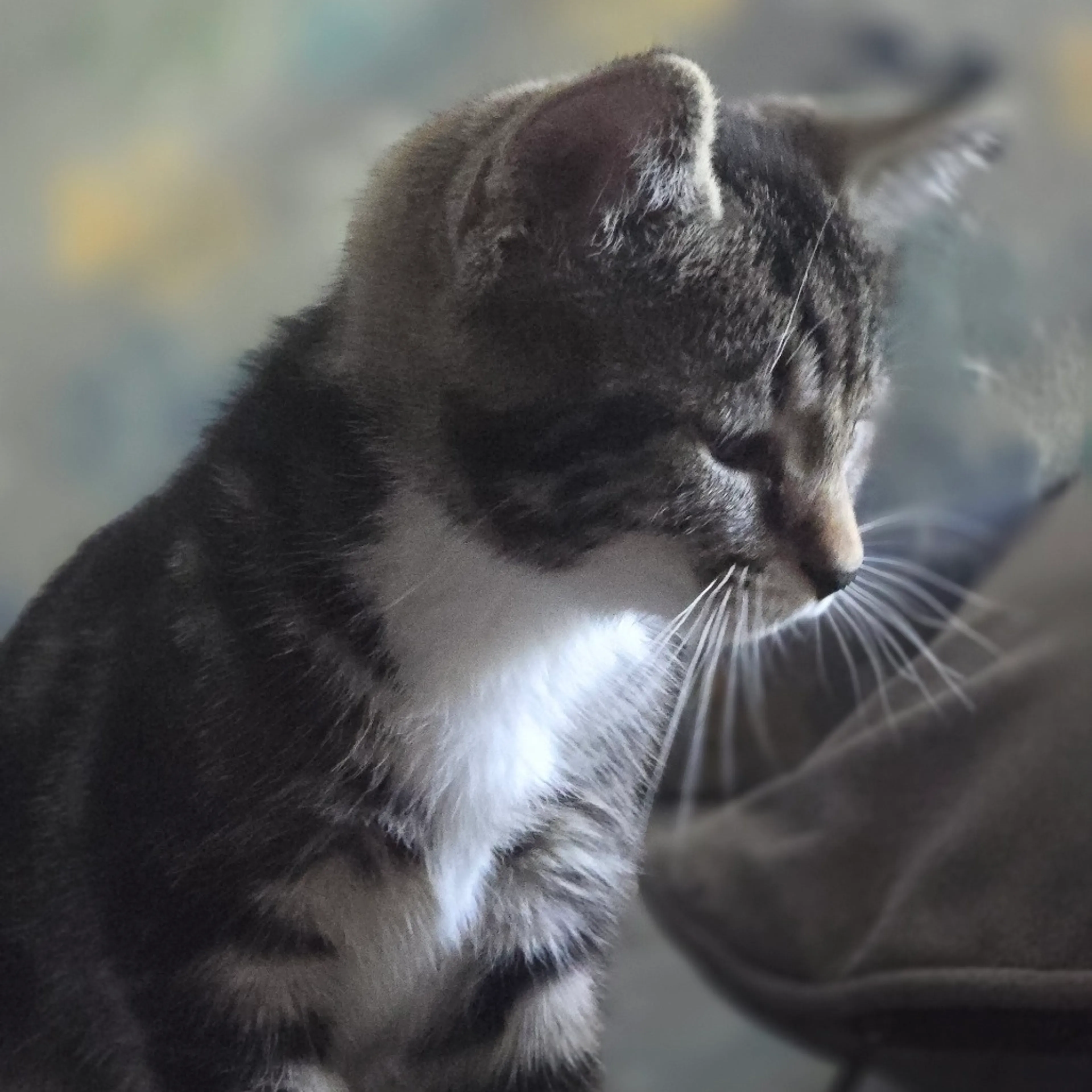 Found pet-1