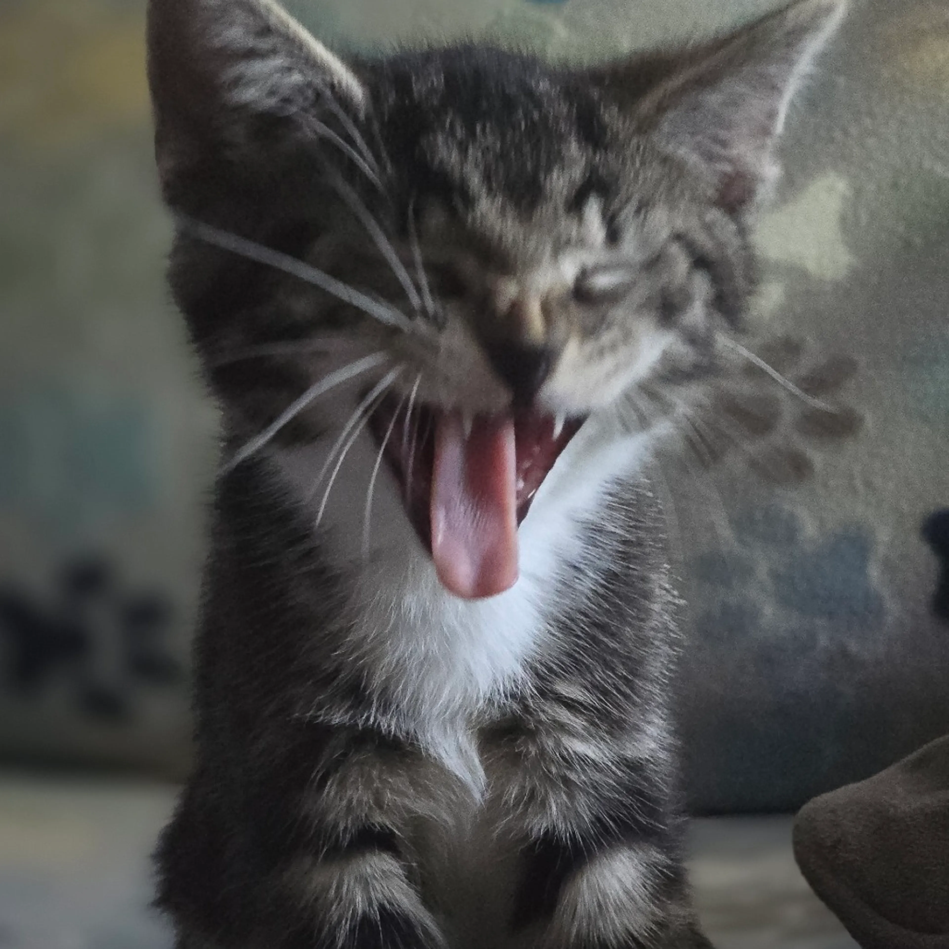 Found pet-2
