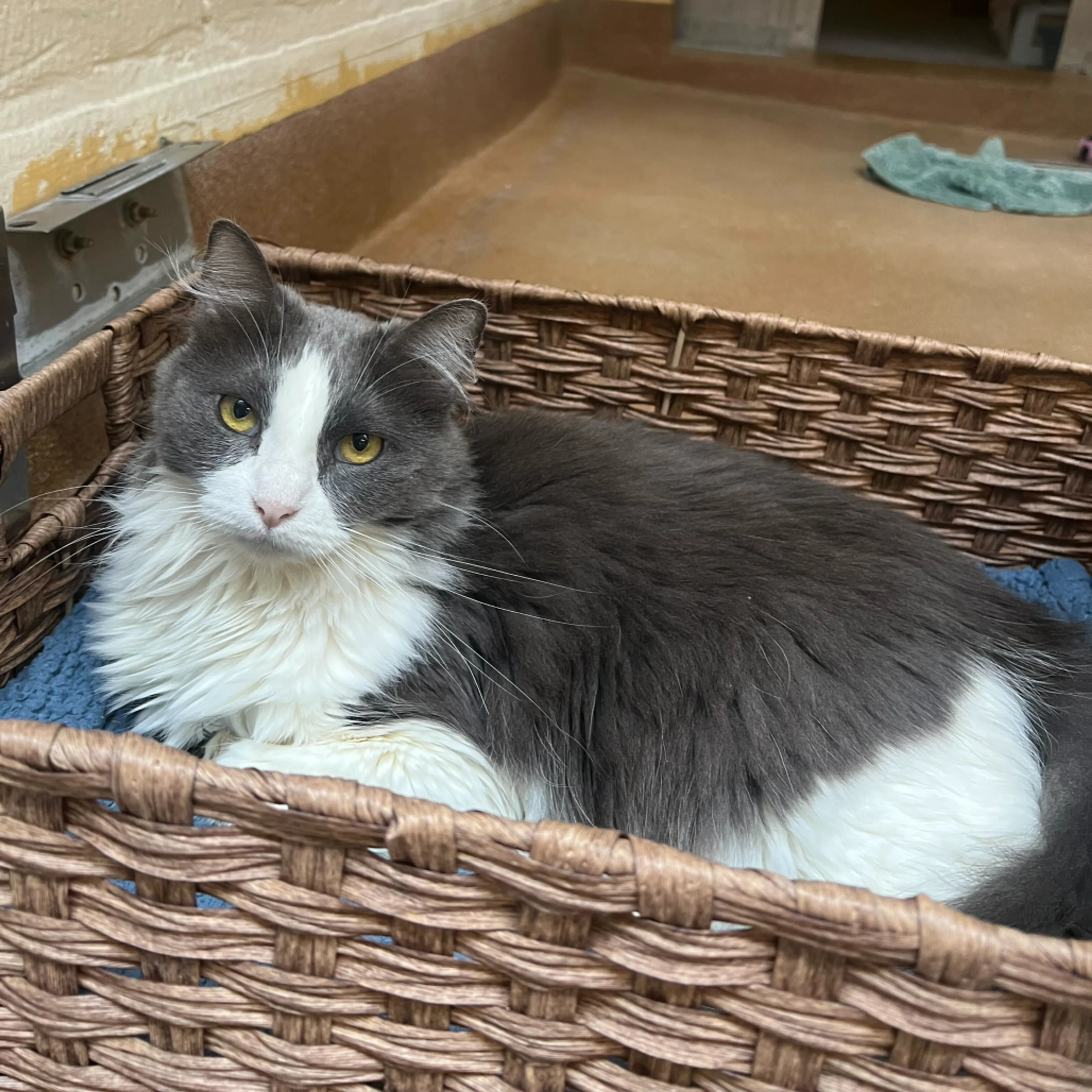 Found pet-9