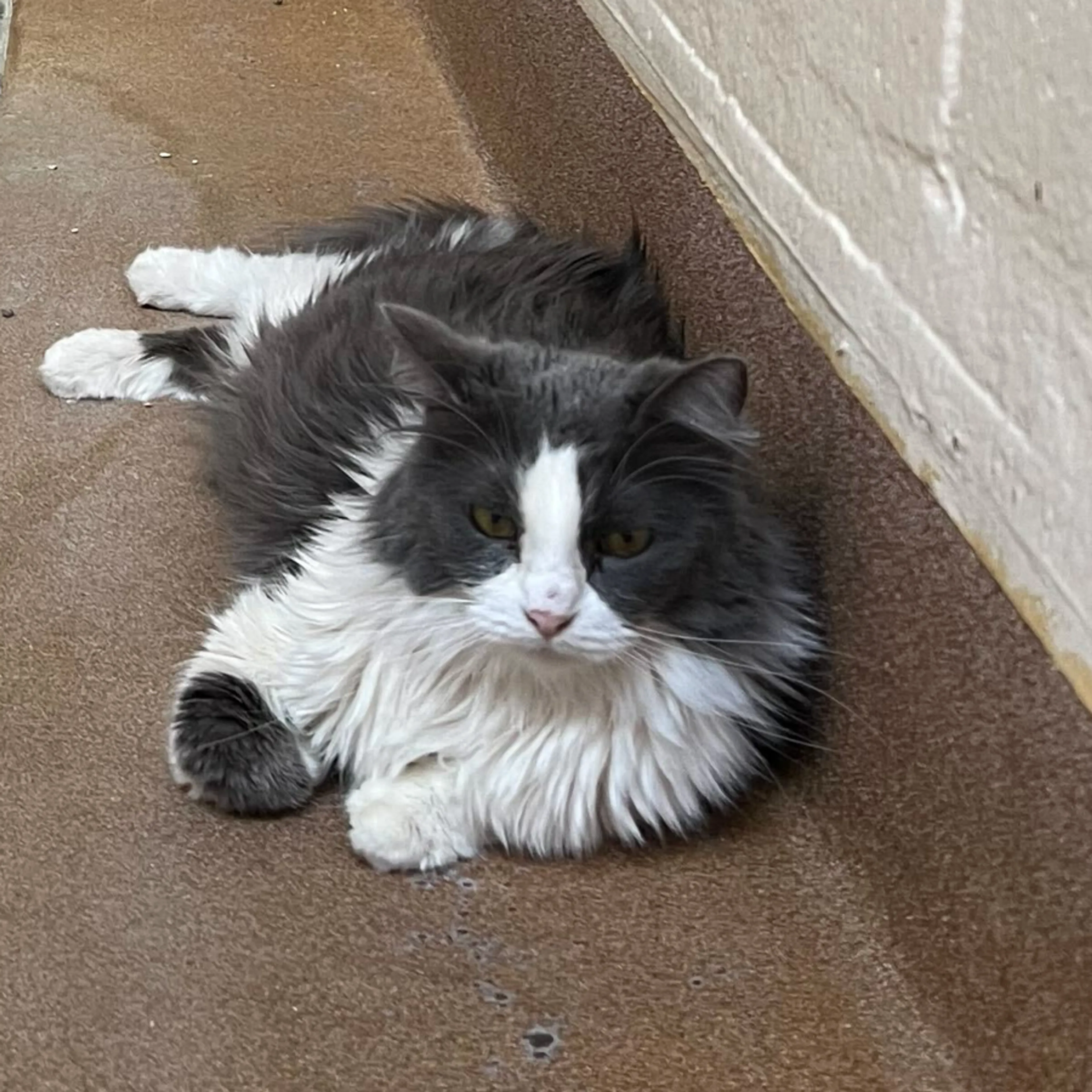 Found pet-7