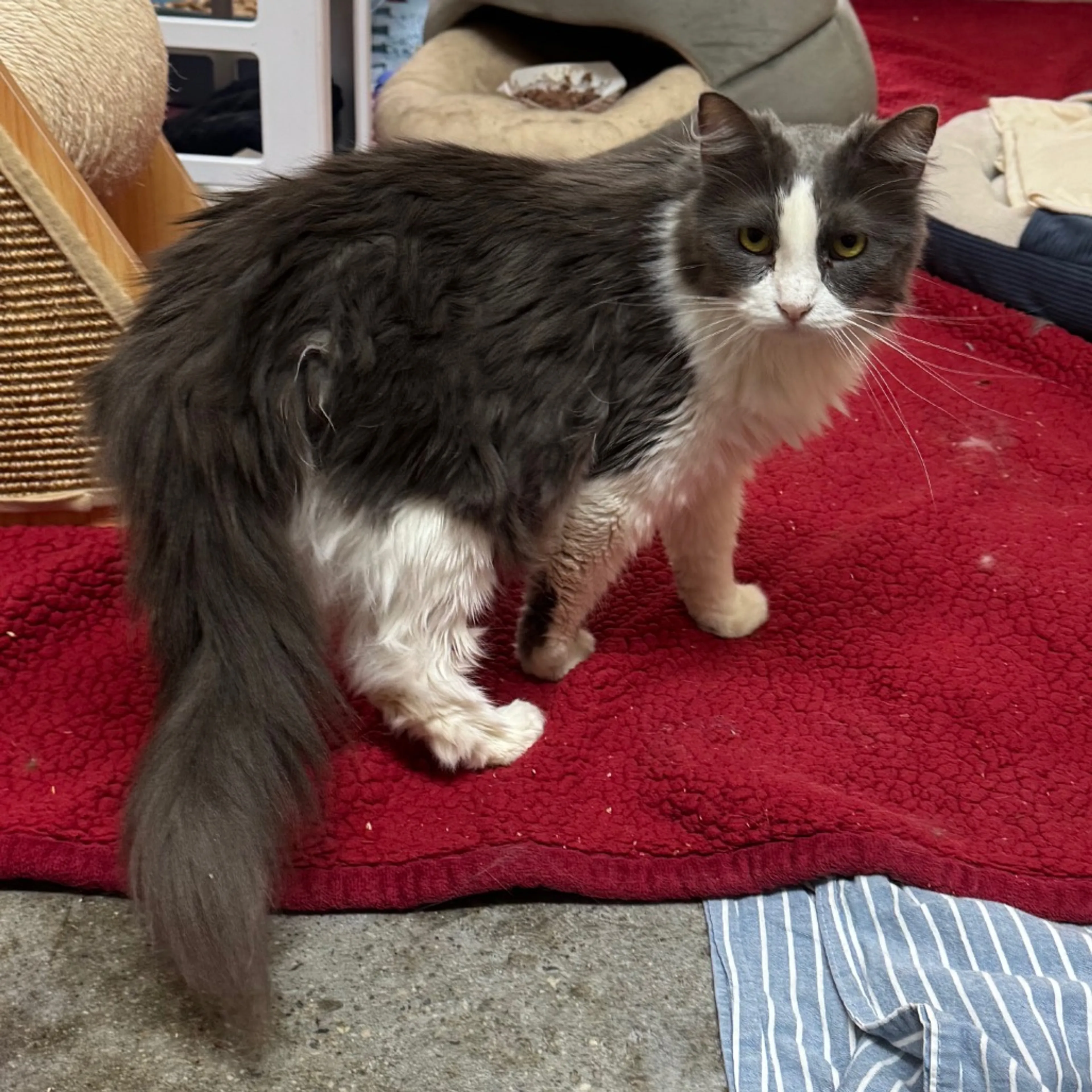 Found pet-8