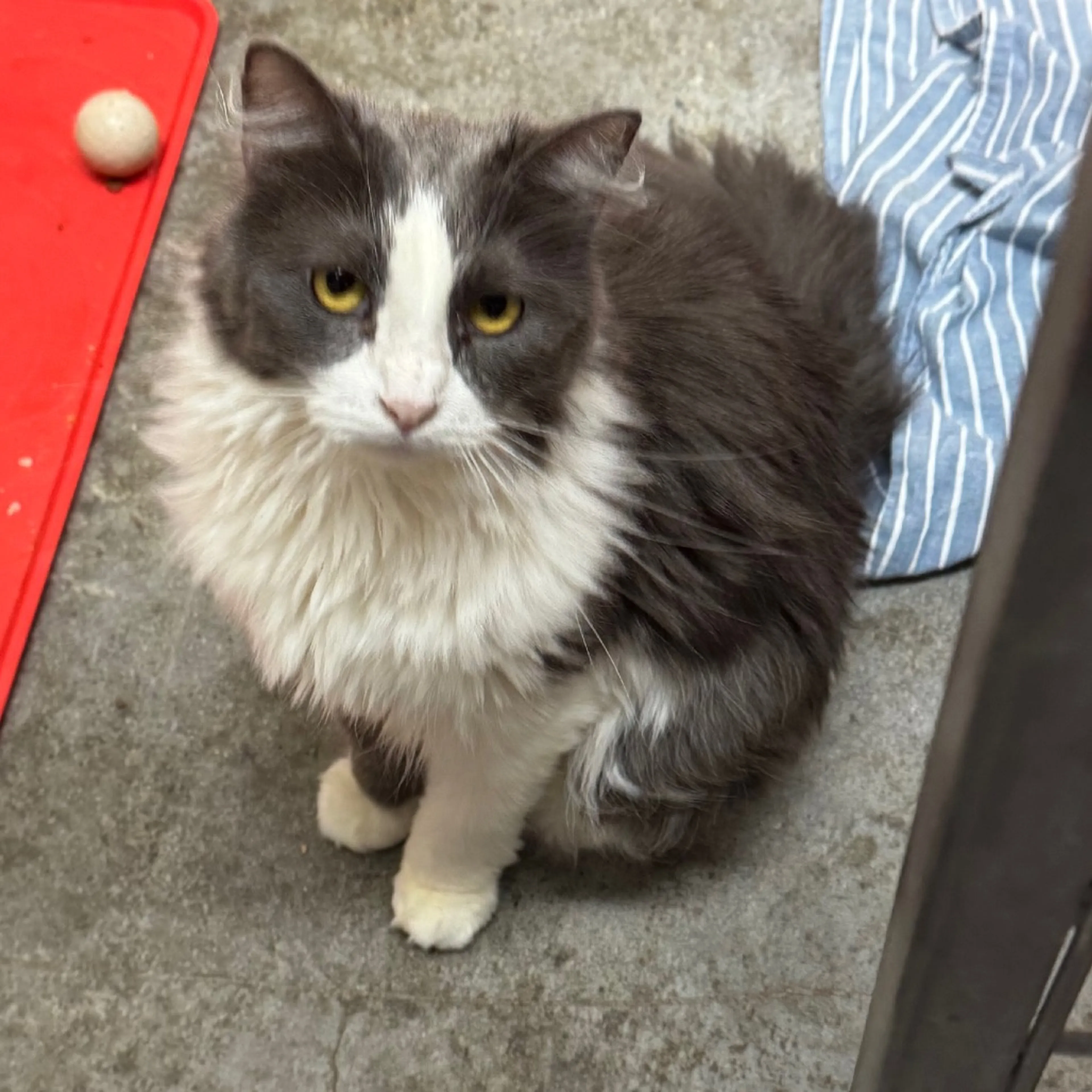 Found pet-0