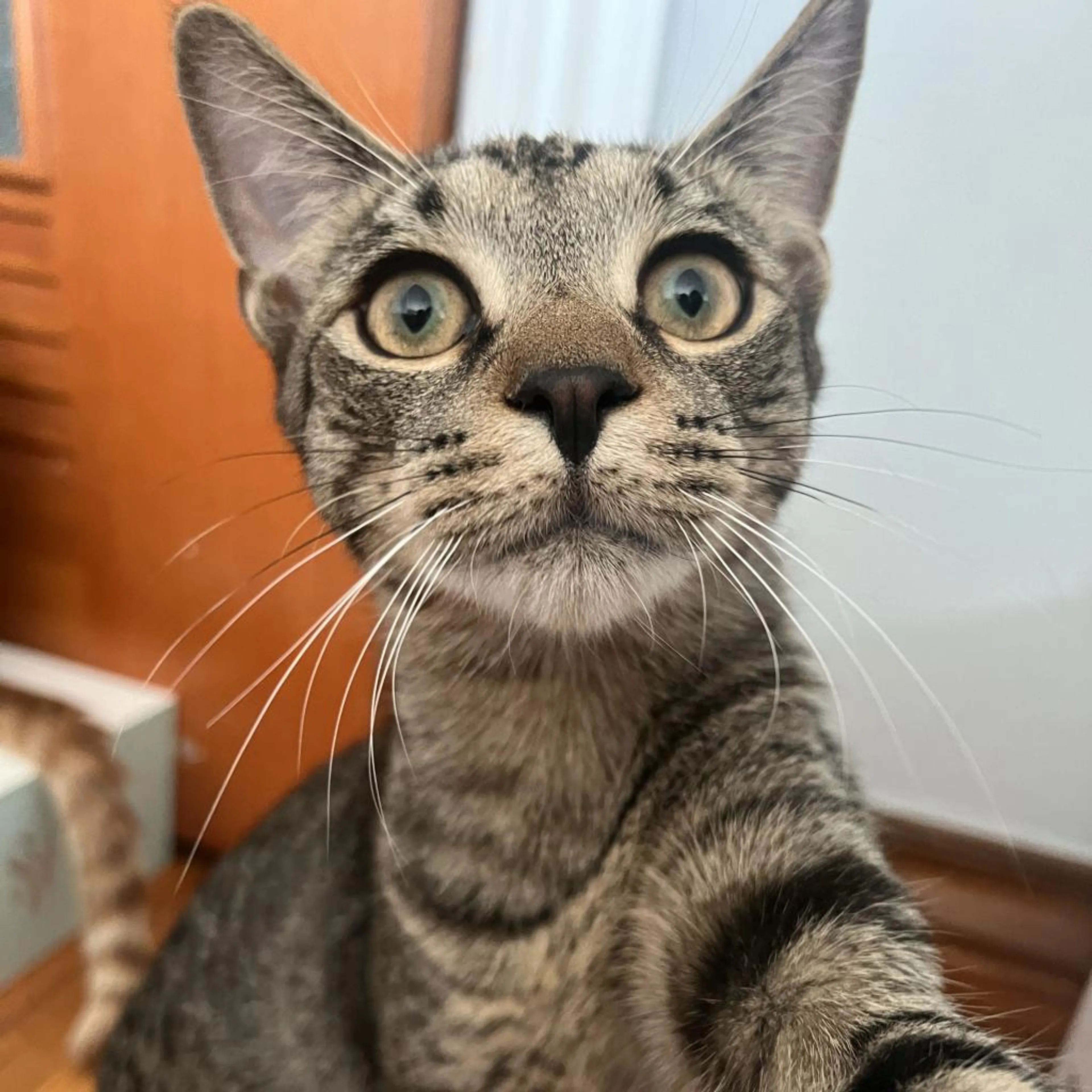 Found pet-5