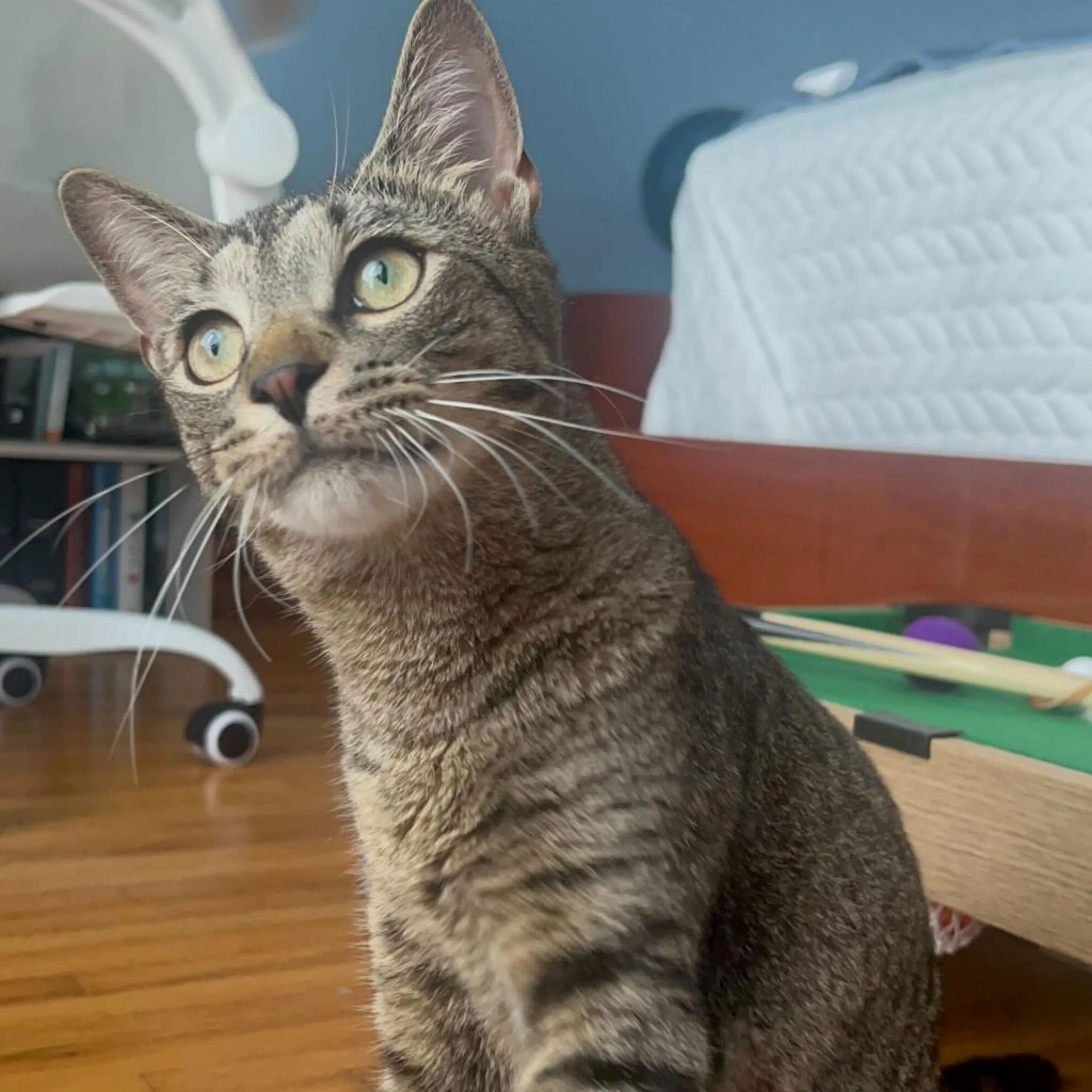 Found pet-2