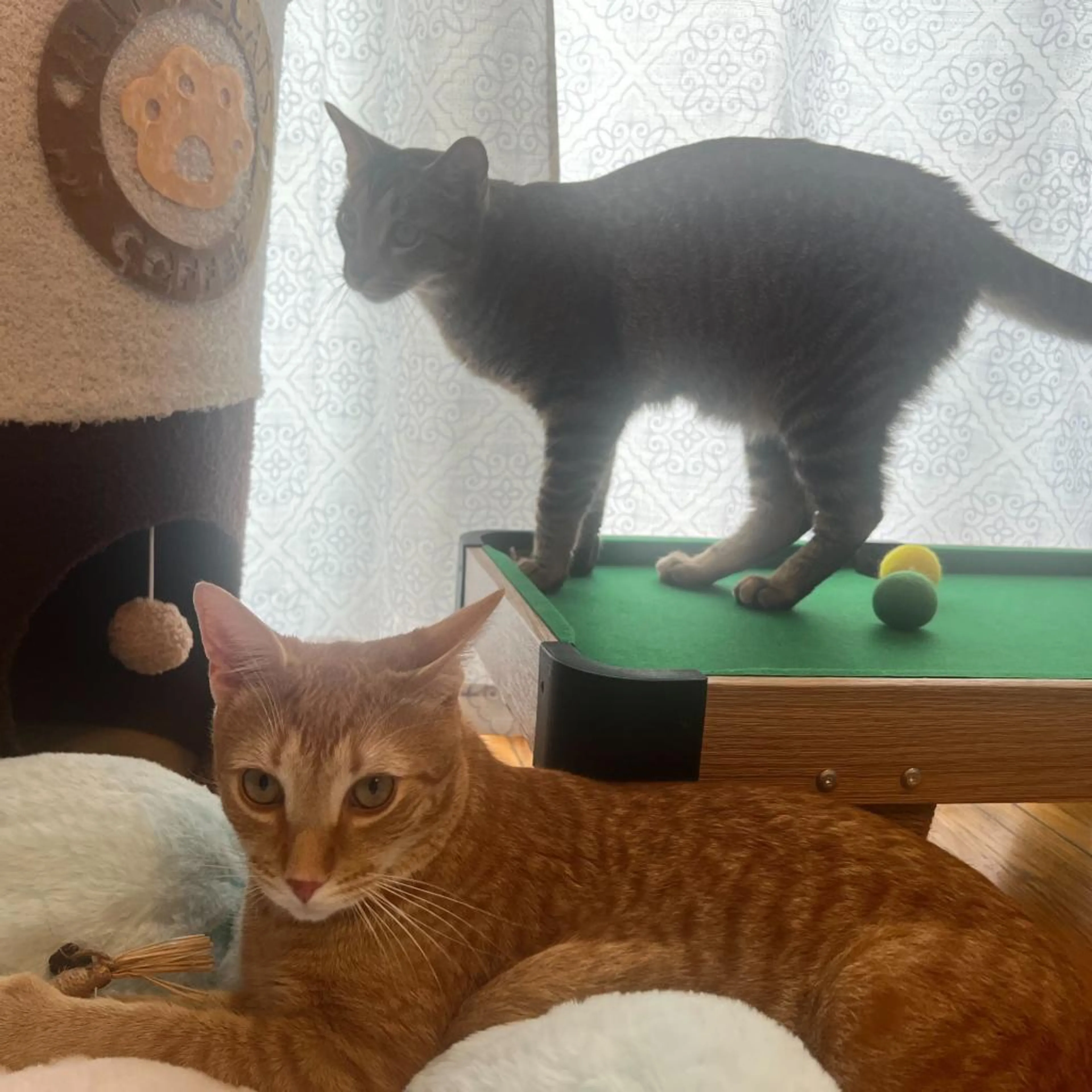 Found pet-3