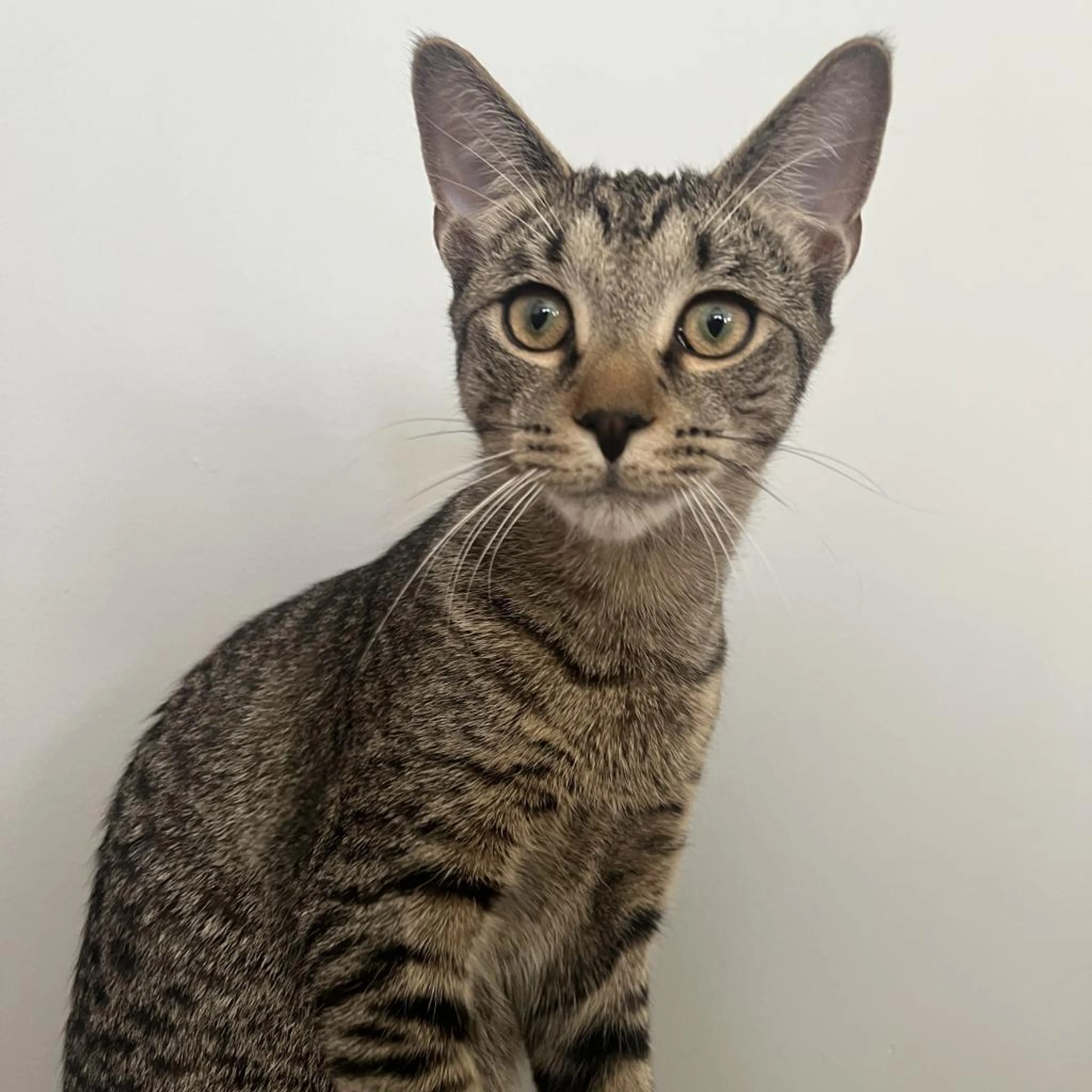 Found pet-4