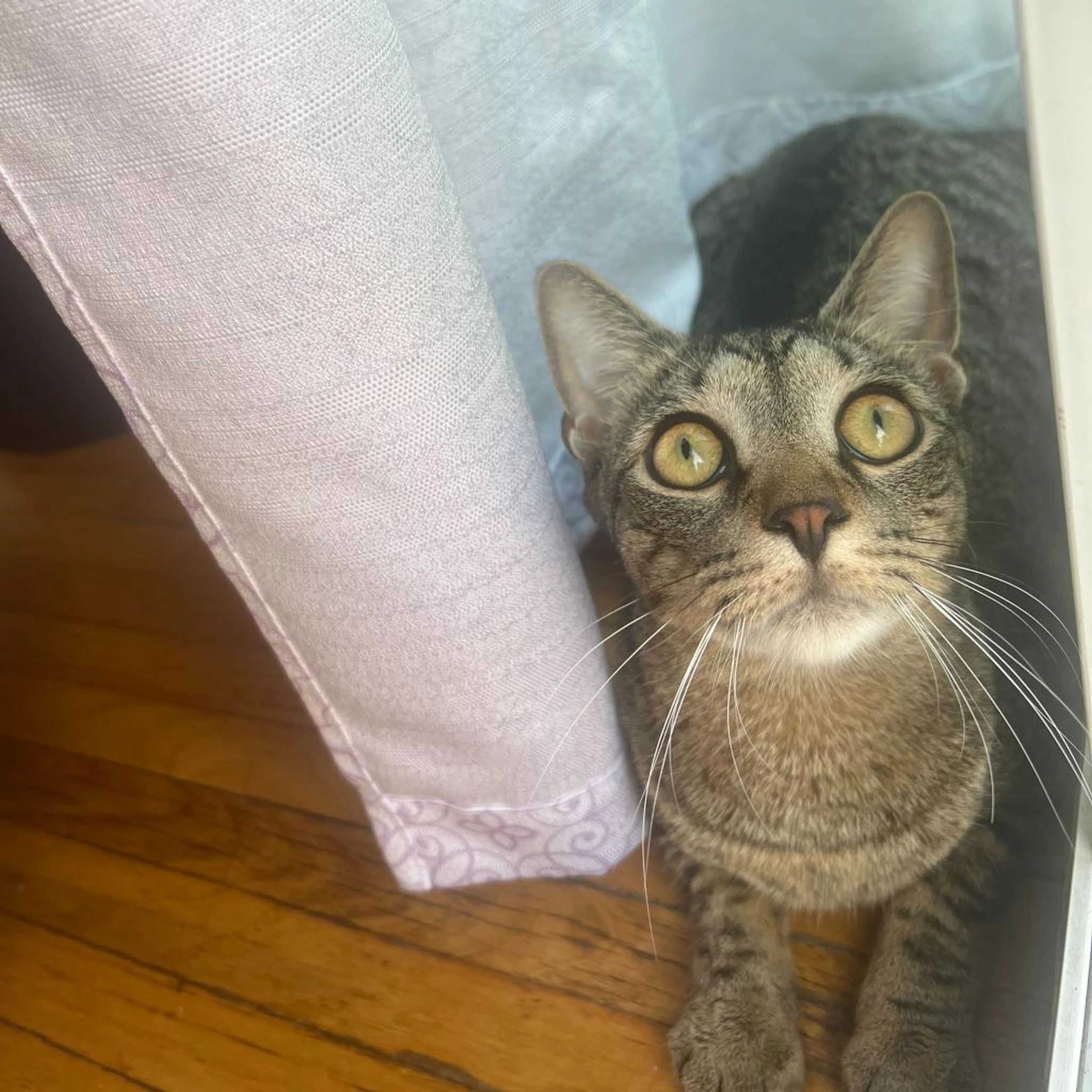 Found pet-1