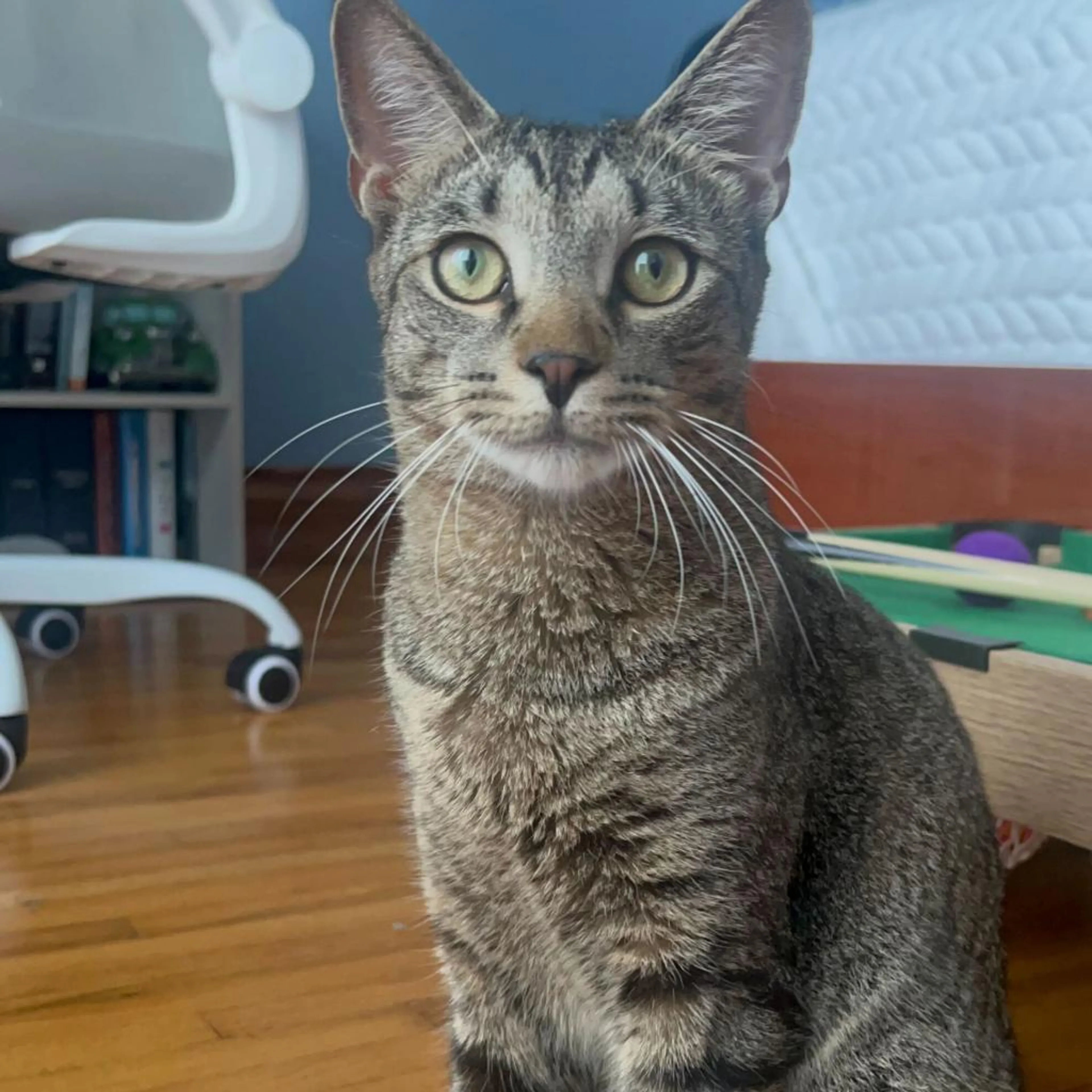 Found pet-0