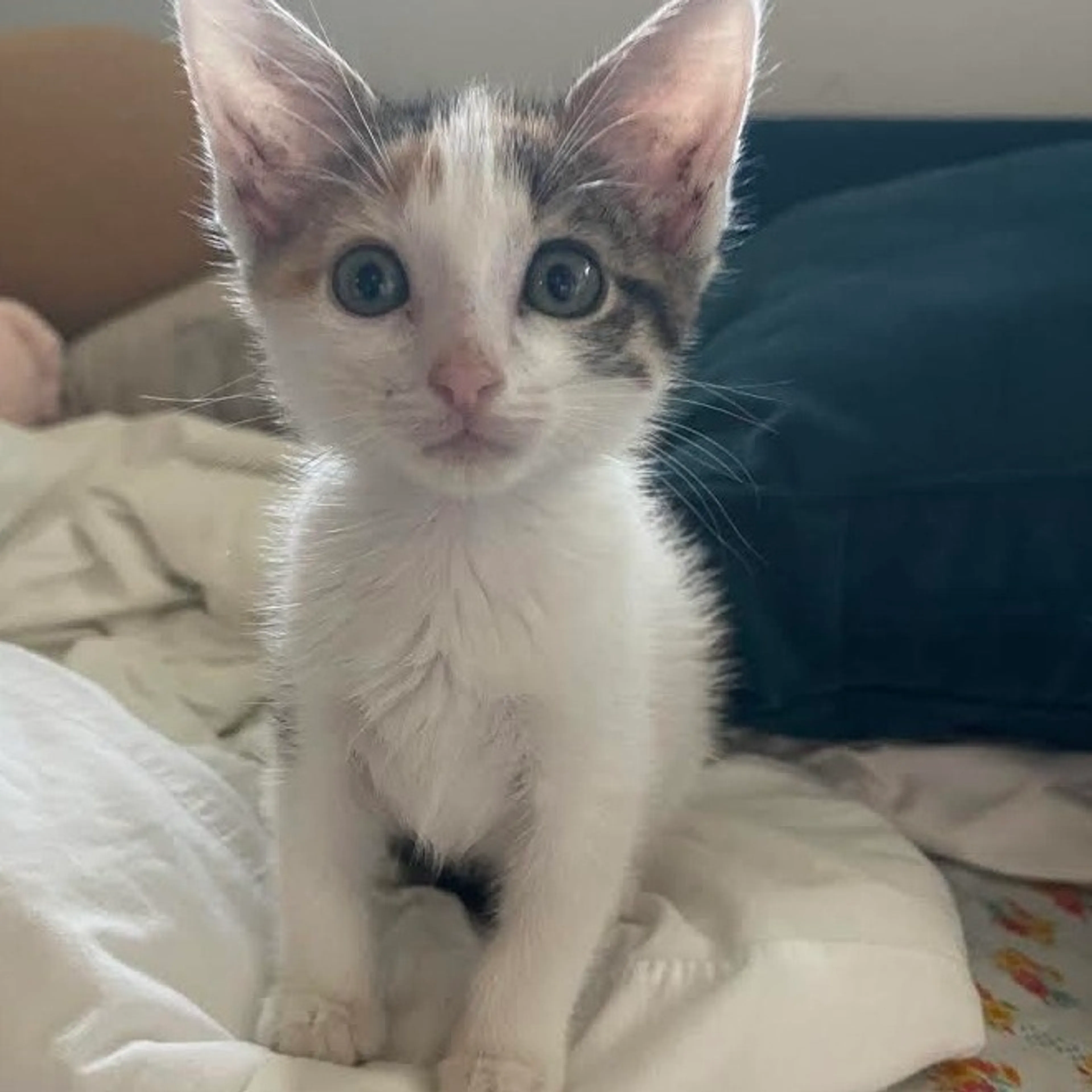 Found pet-0