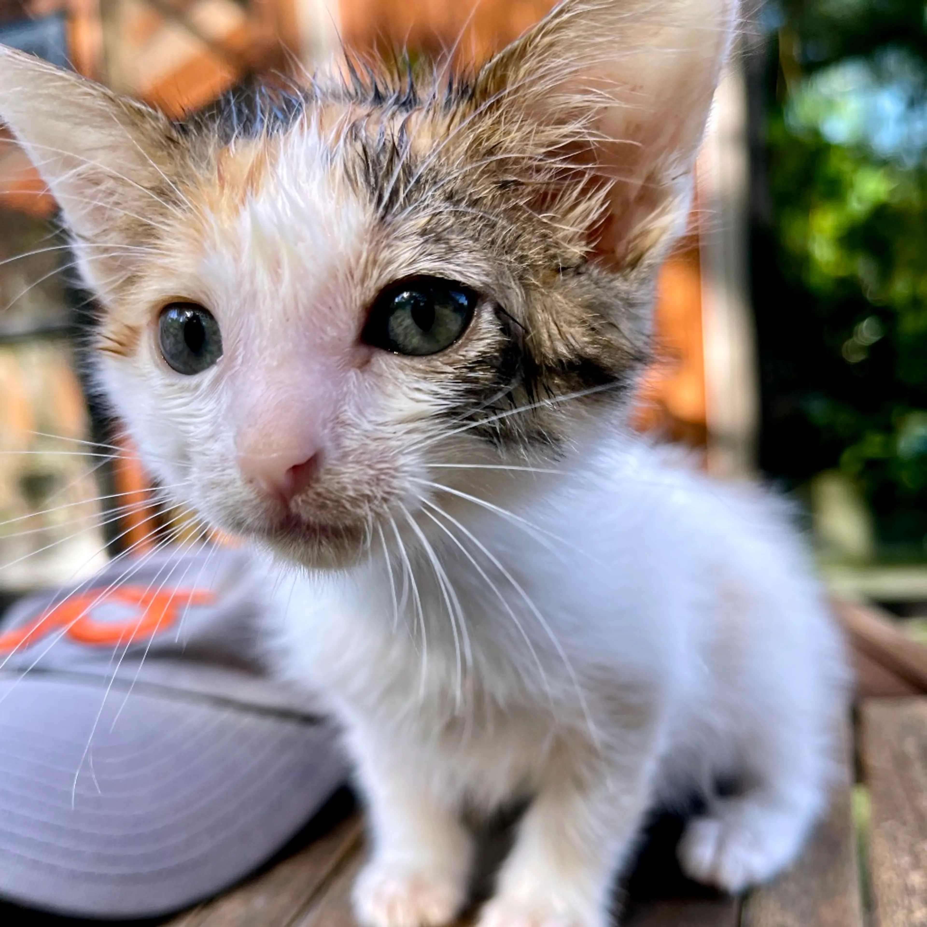 Found pet-1